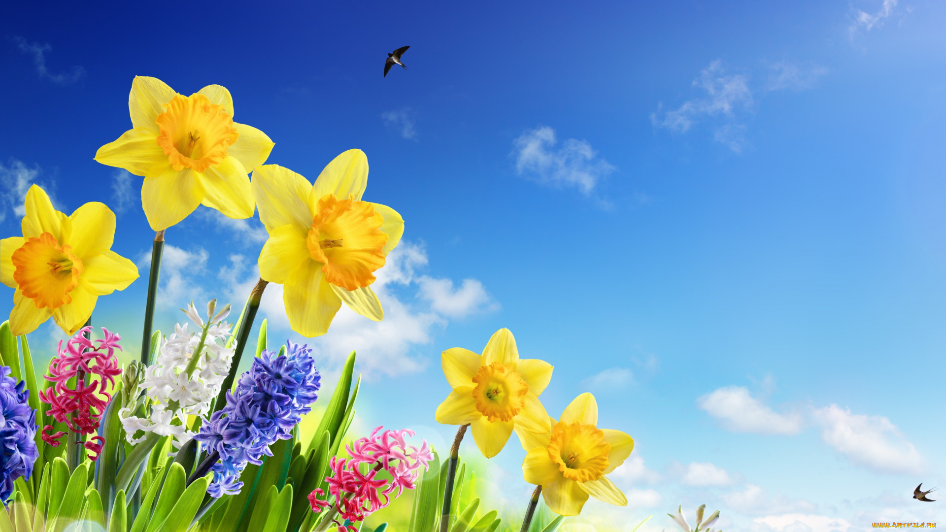 цветы, разные, вместе, spring, ласточки, нарциссы, meadow, flowers, солнце, небо, sky, весна, трава