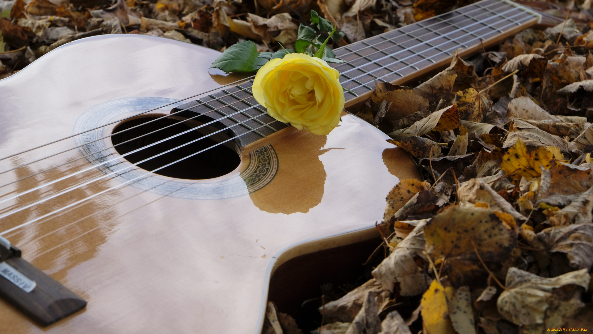 музыка, -музыкальные, инструменты, листва, цветок, гитара