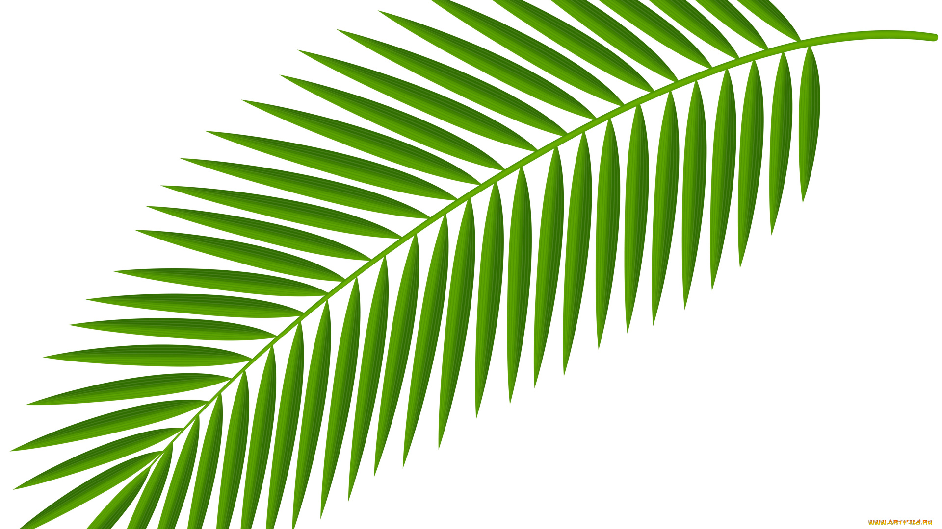 пальмовые листья картинки