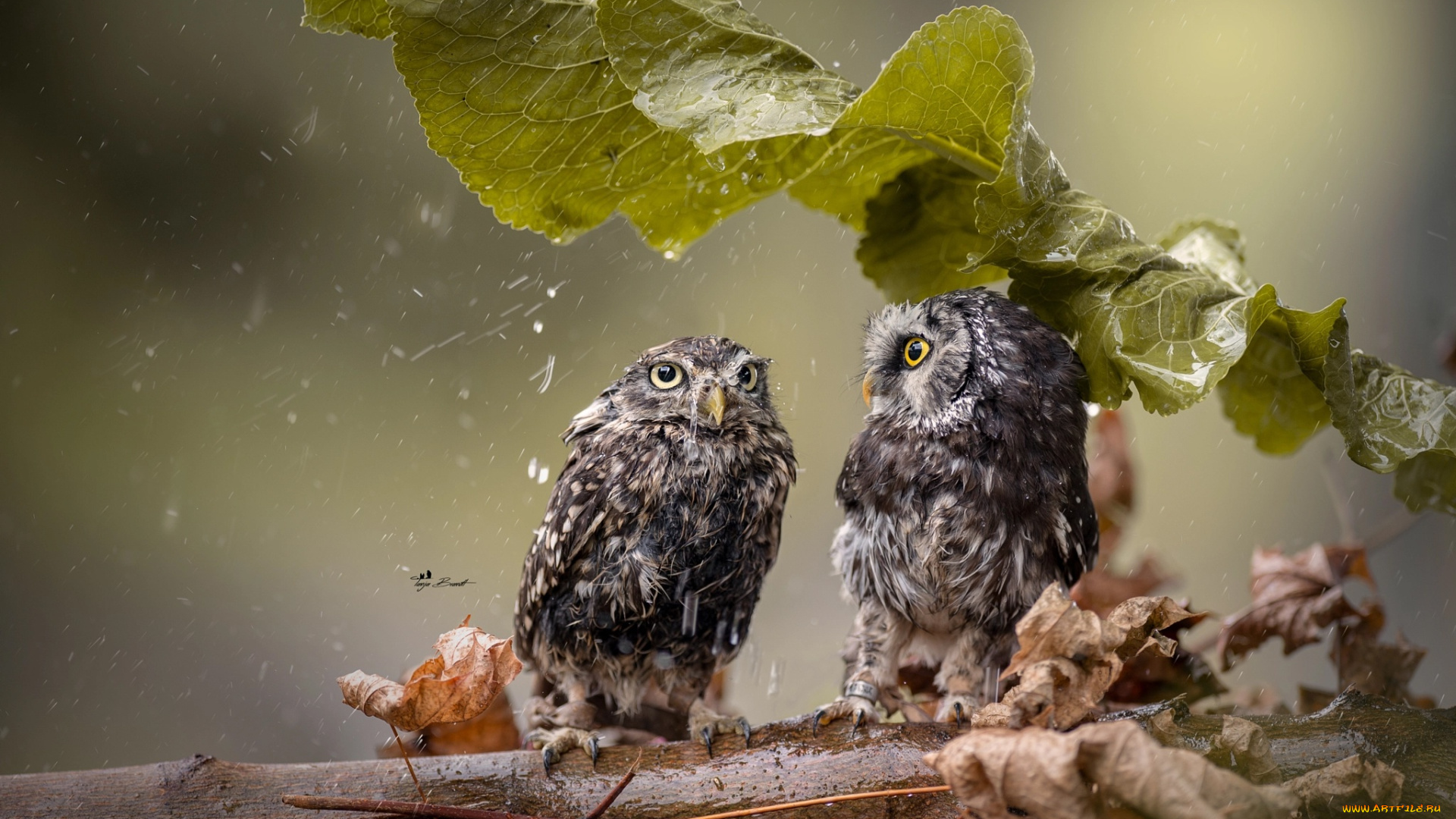 животные, совы, лист, ветка, дождь