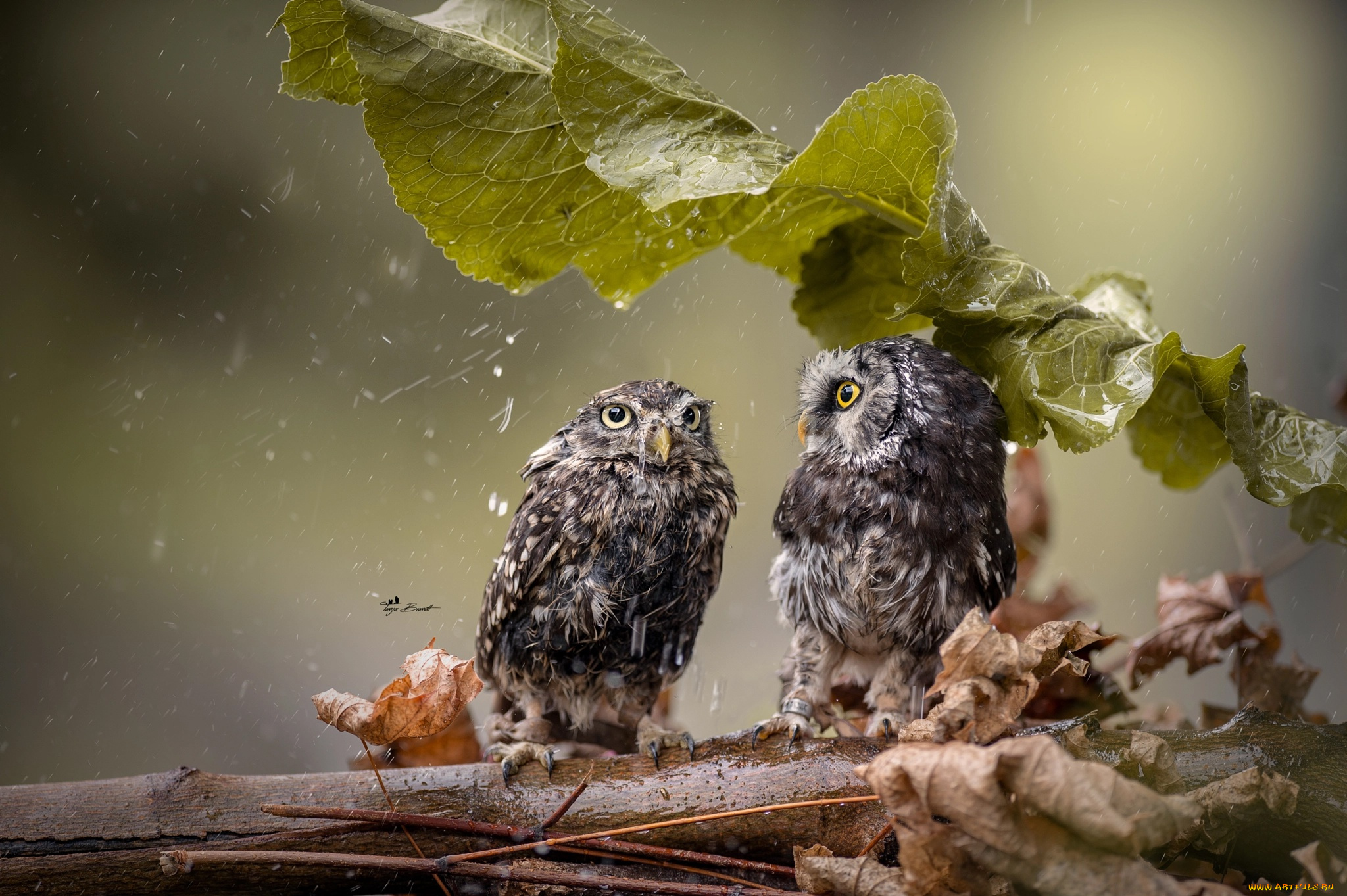 животные, совы, лист, ветка, дождь