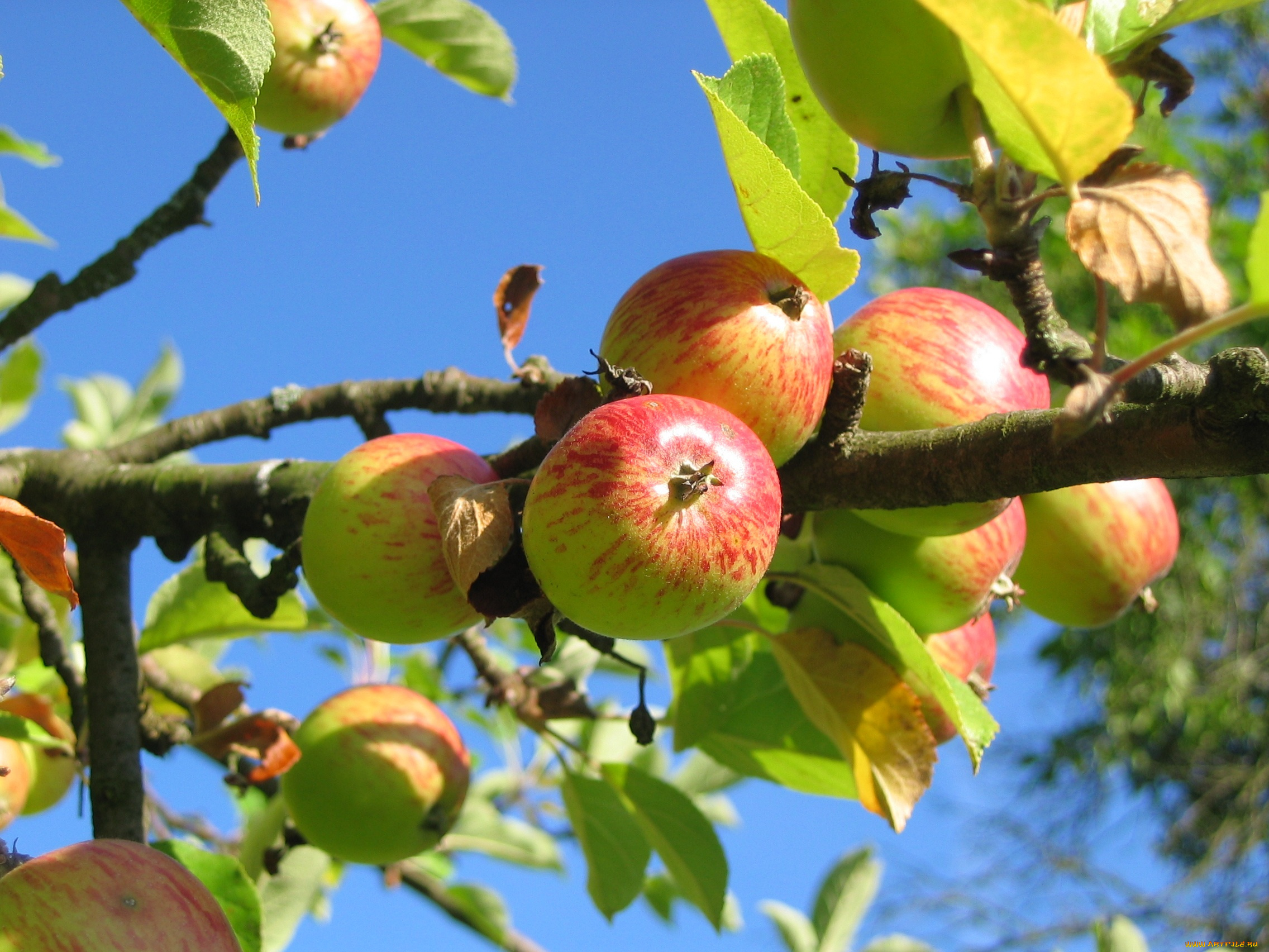 природа, плоды, яблоки, фон, листья, ветка