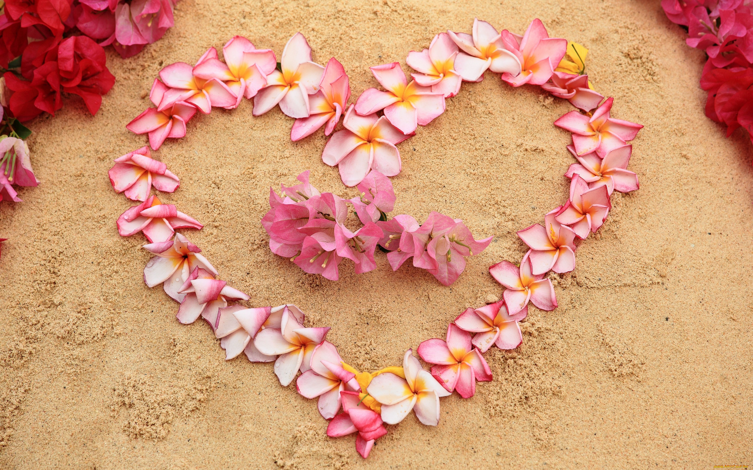 цветы, букеты, , композиции, plumeria, heart, love, sand, pink, песок, romantic, пляж, beach, плюмерия, сердце, floral, flowers