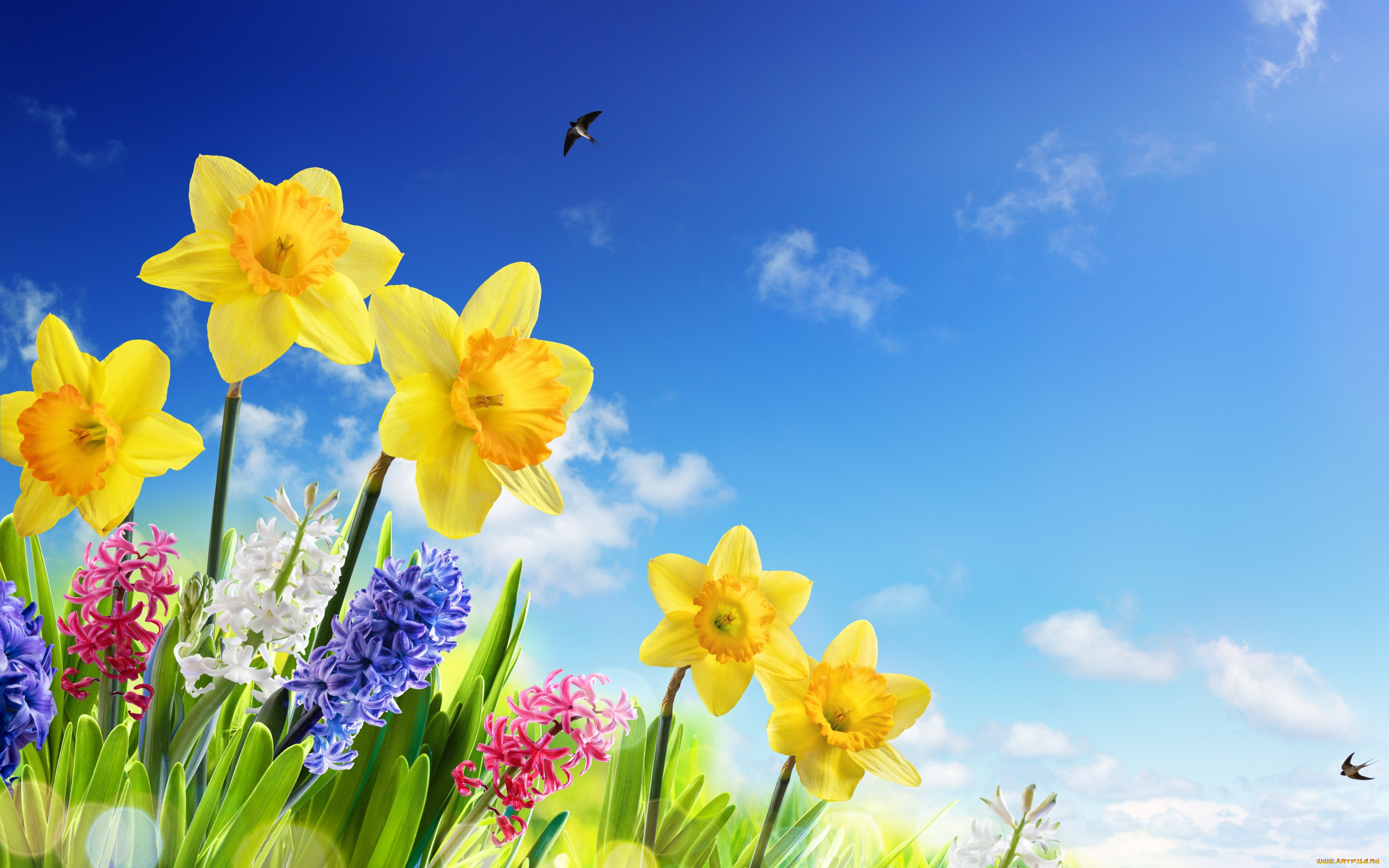 цветы, разные, вместе, spring, ласточки, нарциссы, meadow, flowers, солнце, небо, sky, весна, трава