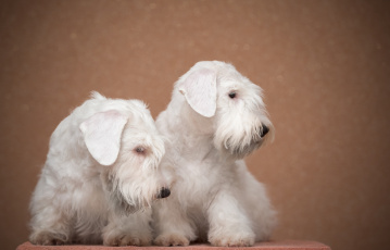 Картинка животные собаки фон щенки пара