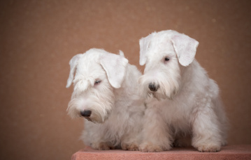 Картинка животные собаки пара щенки фон