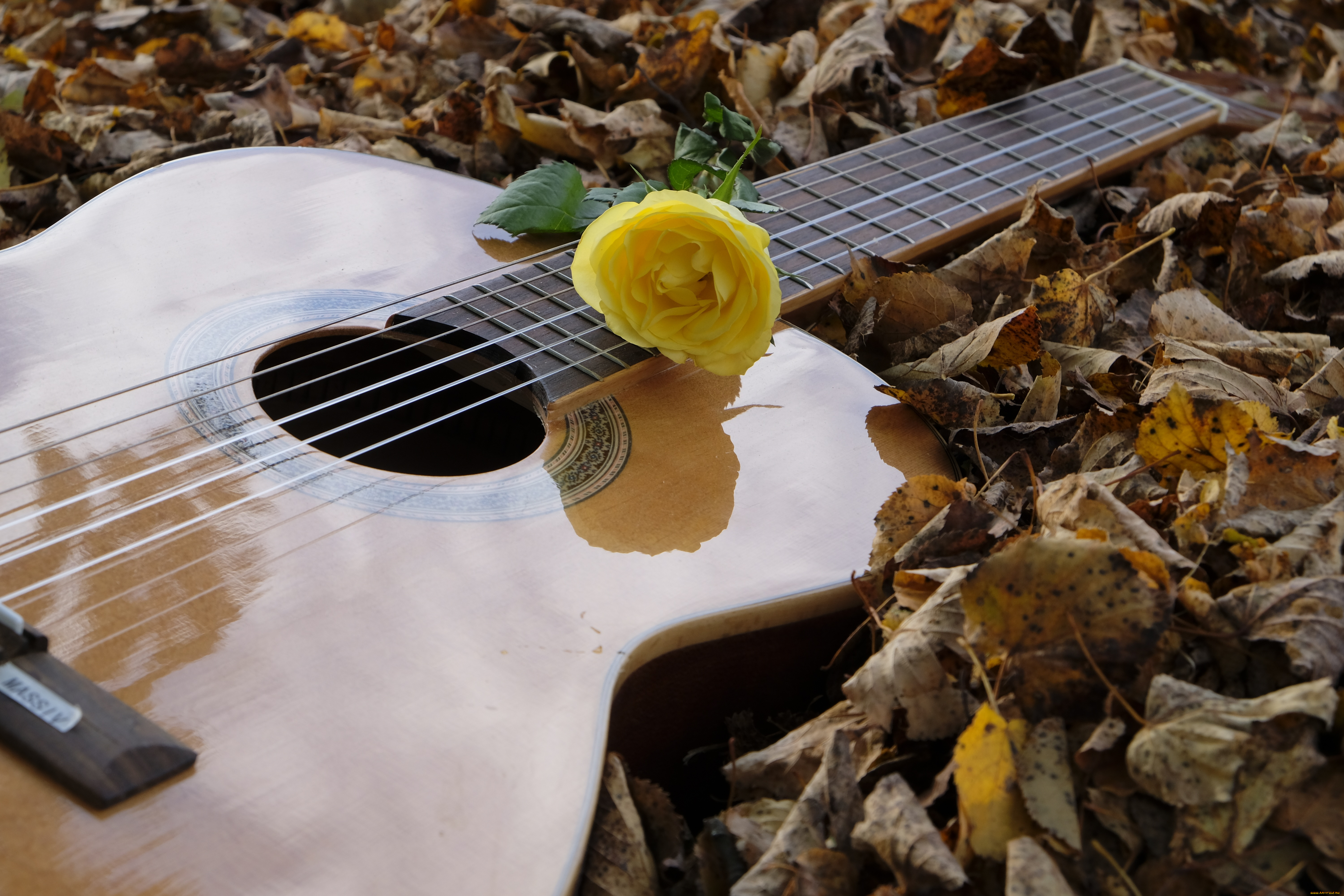 Слушать музыку гитары для души. Цветы и струны. Гитара для души. Гитара цветы. Березовая гитара.