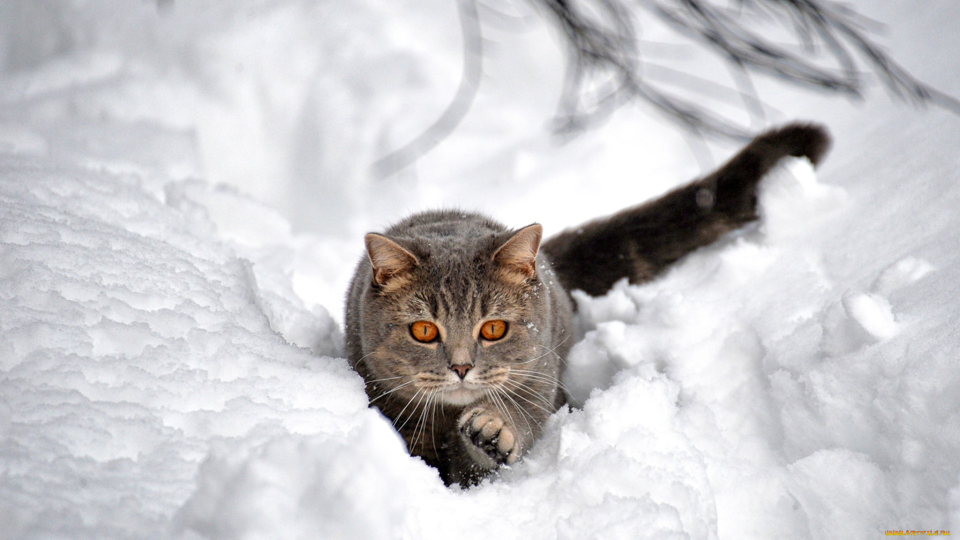 животные, коты, сугроб