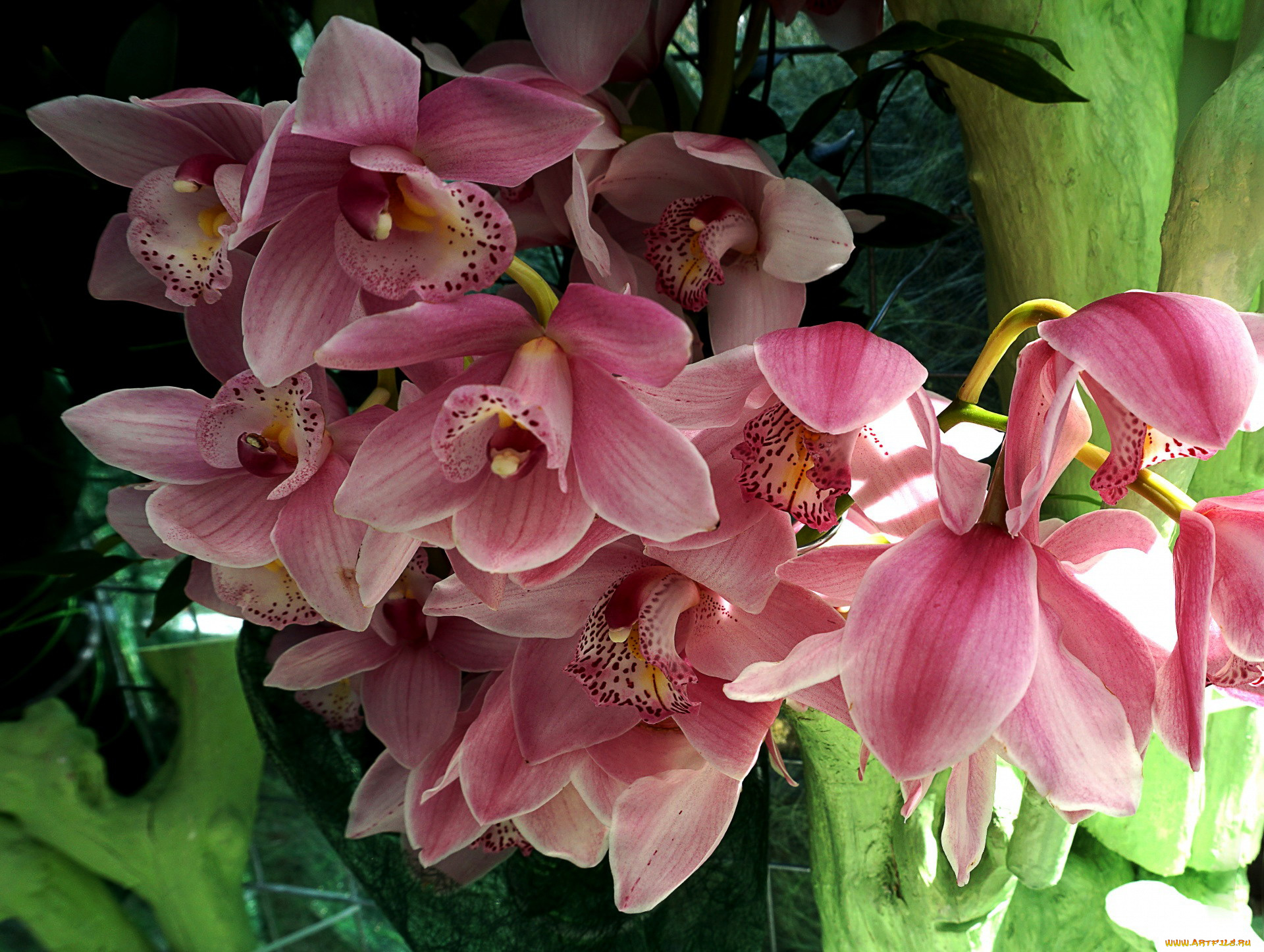 цветы, орхидеи, розовые