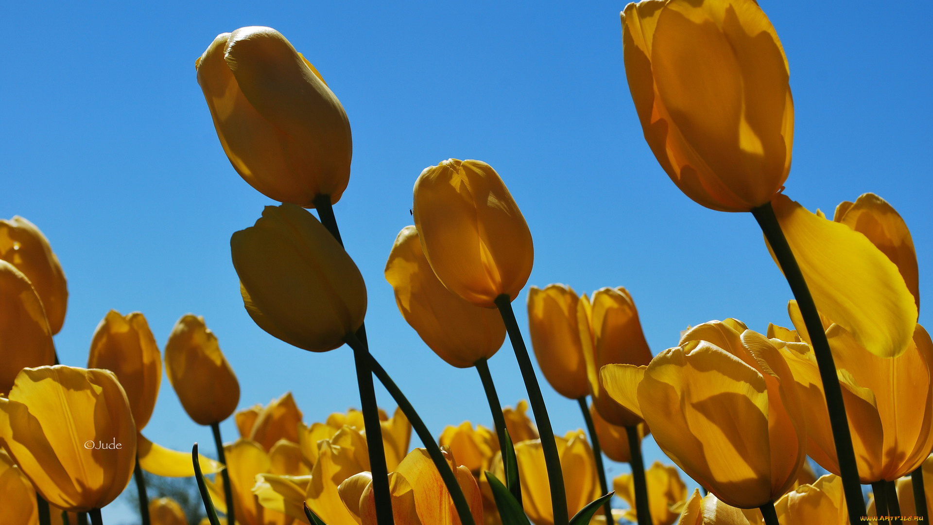 природа цветы желтый тюльпан nature flowers yellow Tulip загрузить