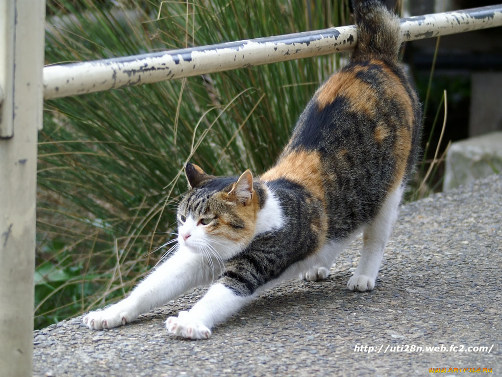 животные, коты