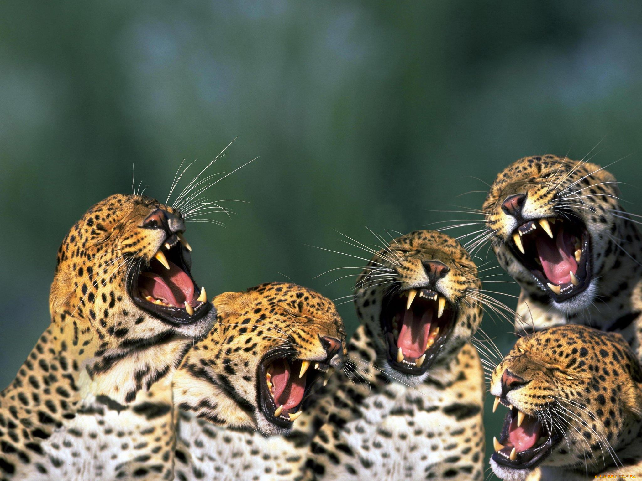 животные, леопарды