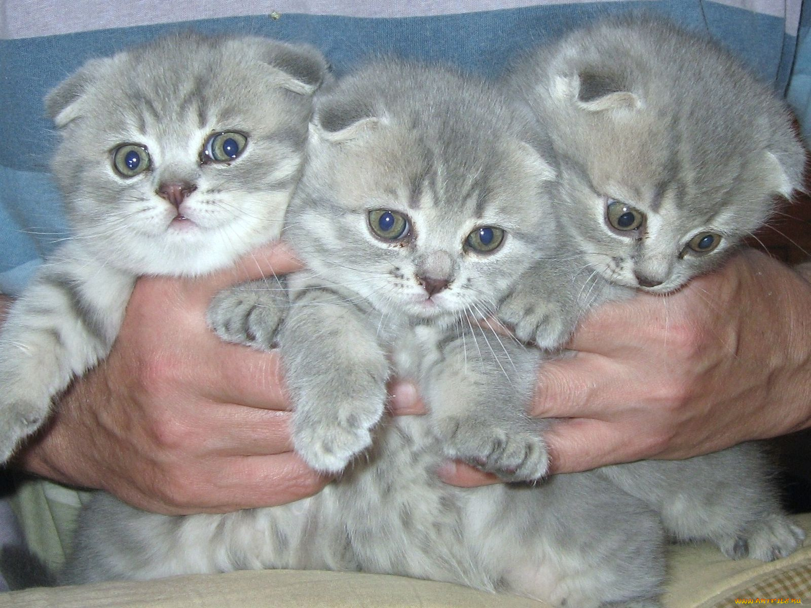 Вислоухие плюшевые котята голубой табби