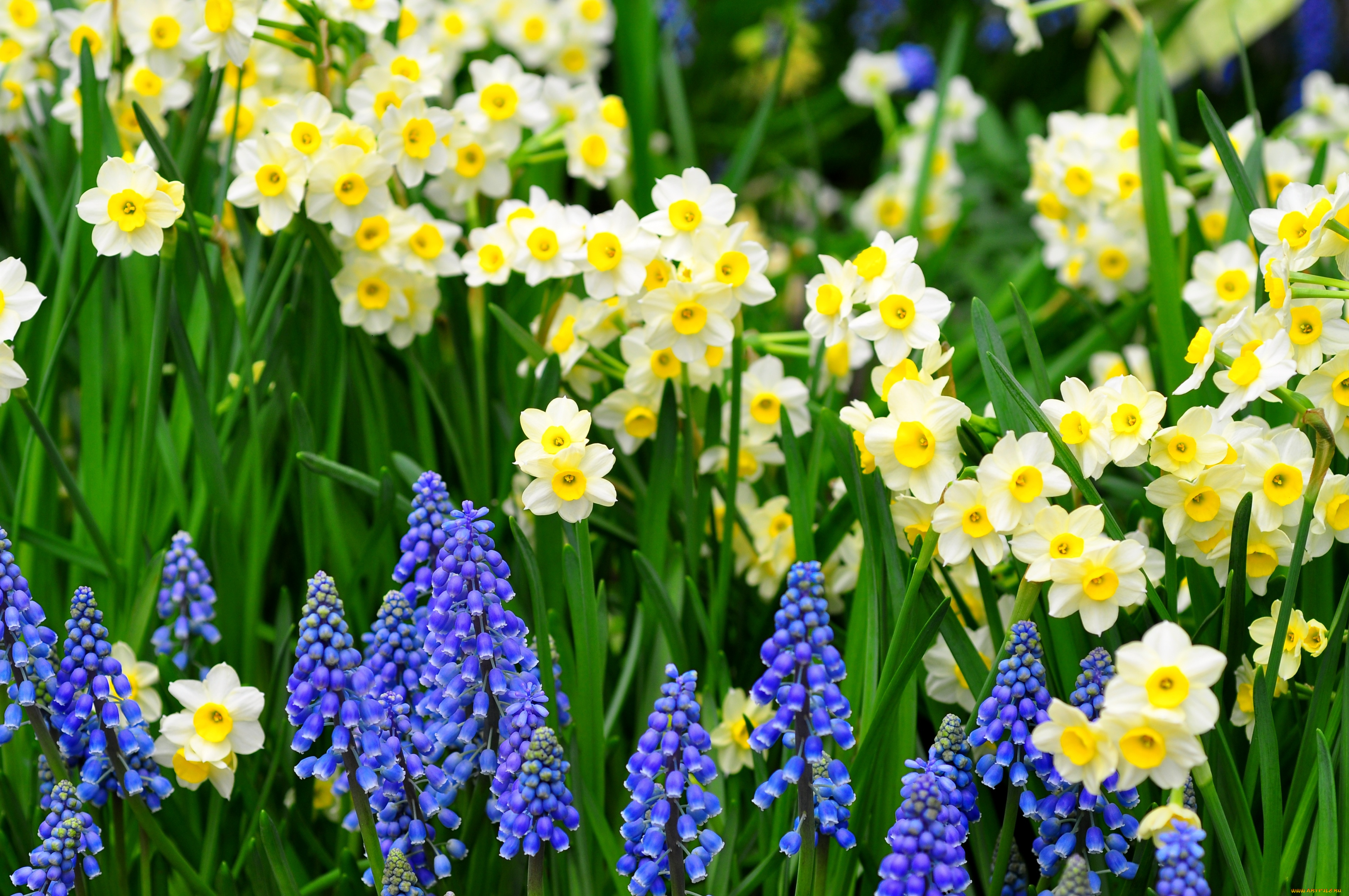 Цветы весны фото красивые. Тюльпаны нарциссы мускари. Крокусы нарциссы гиацинты примула. Гиацинт, мускари, Нарцисс. Мускари Крокус тюльпан гиацинт.