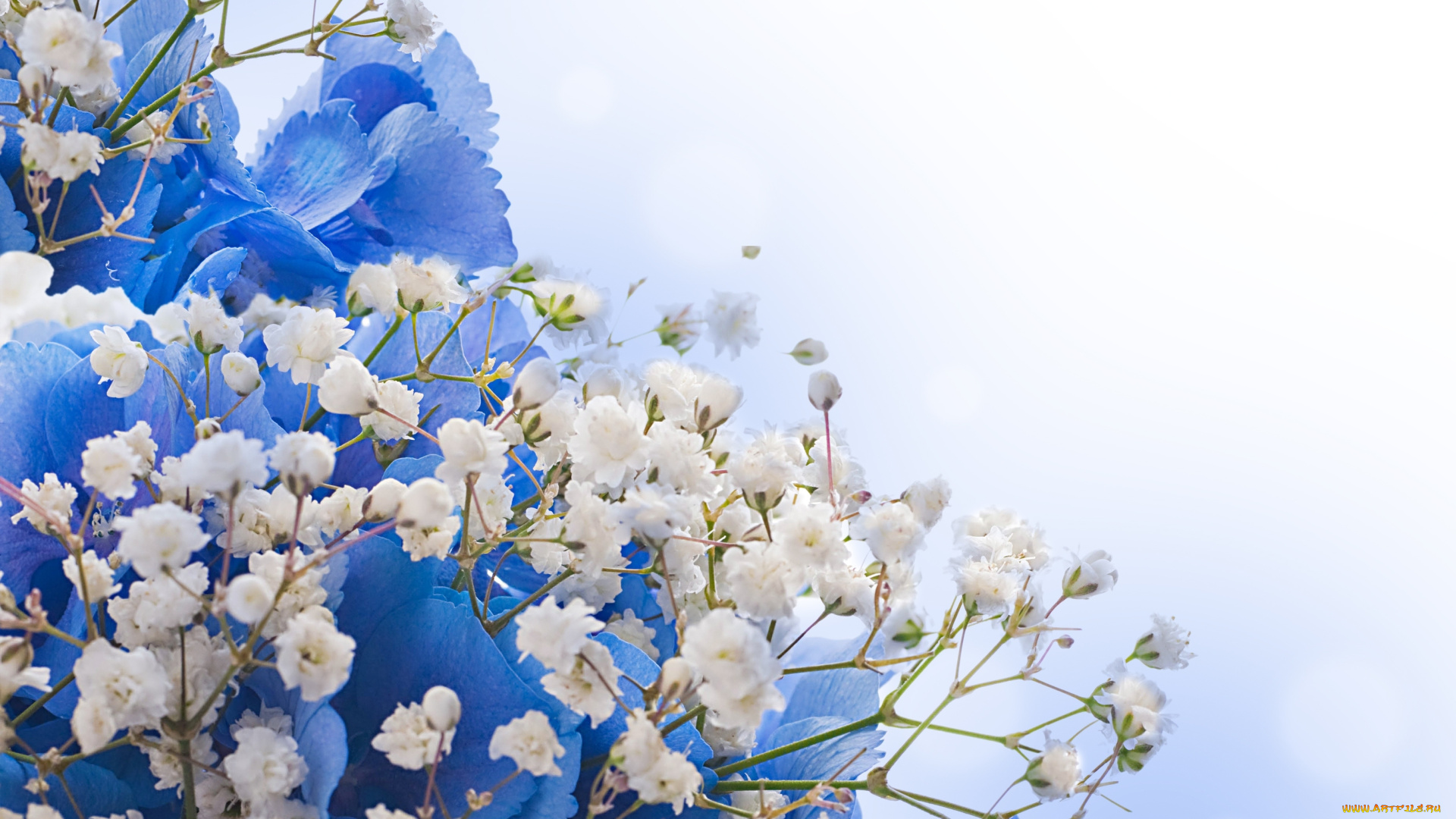 цветы, разные, вместе, blossom, flowers, white, blue, цветение