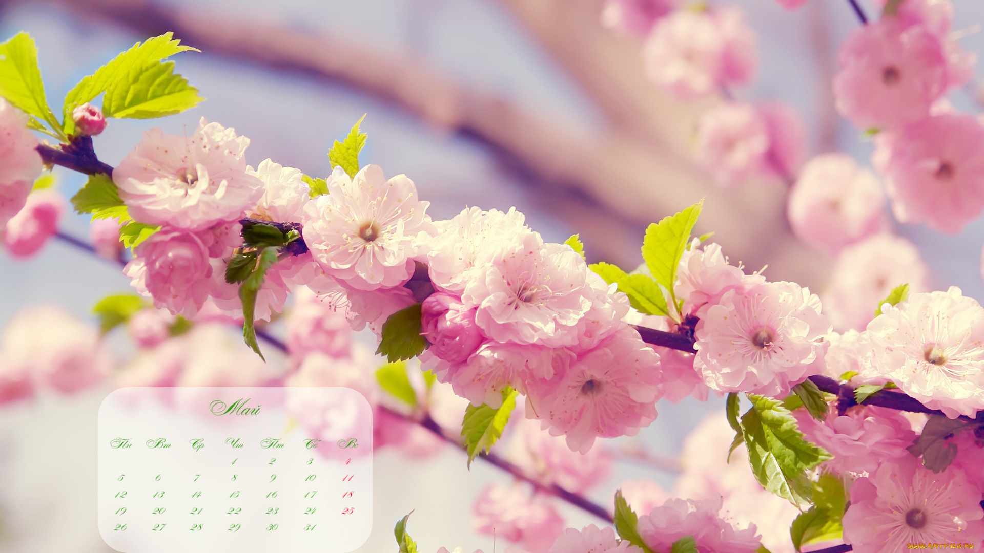 календари, цветы, сакура