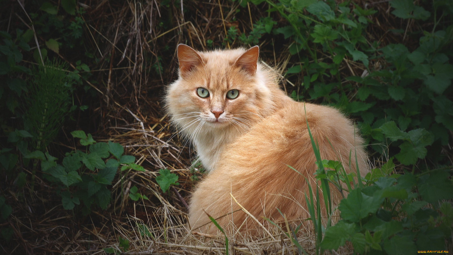 животные, коты, пушистый, рыжий, кот, кошка, взгляд, трава