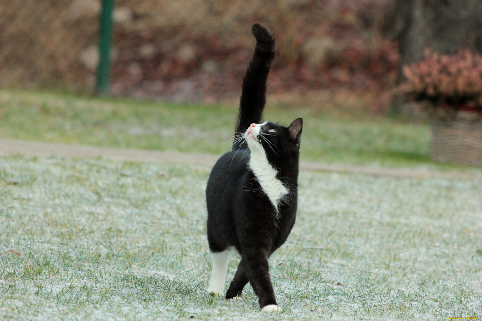 На хвосте каждой кошки. Черно белый кот. Грациозная кошка. Кошка грациозно идет. Кот с поднятым хвостом.