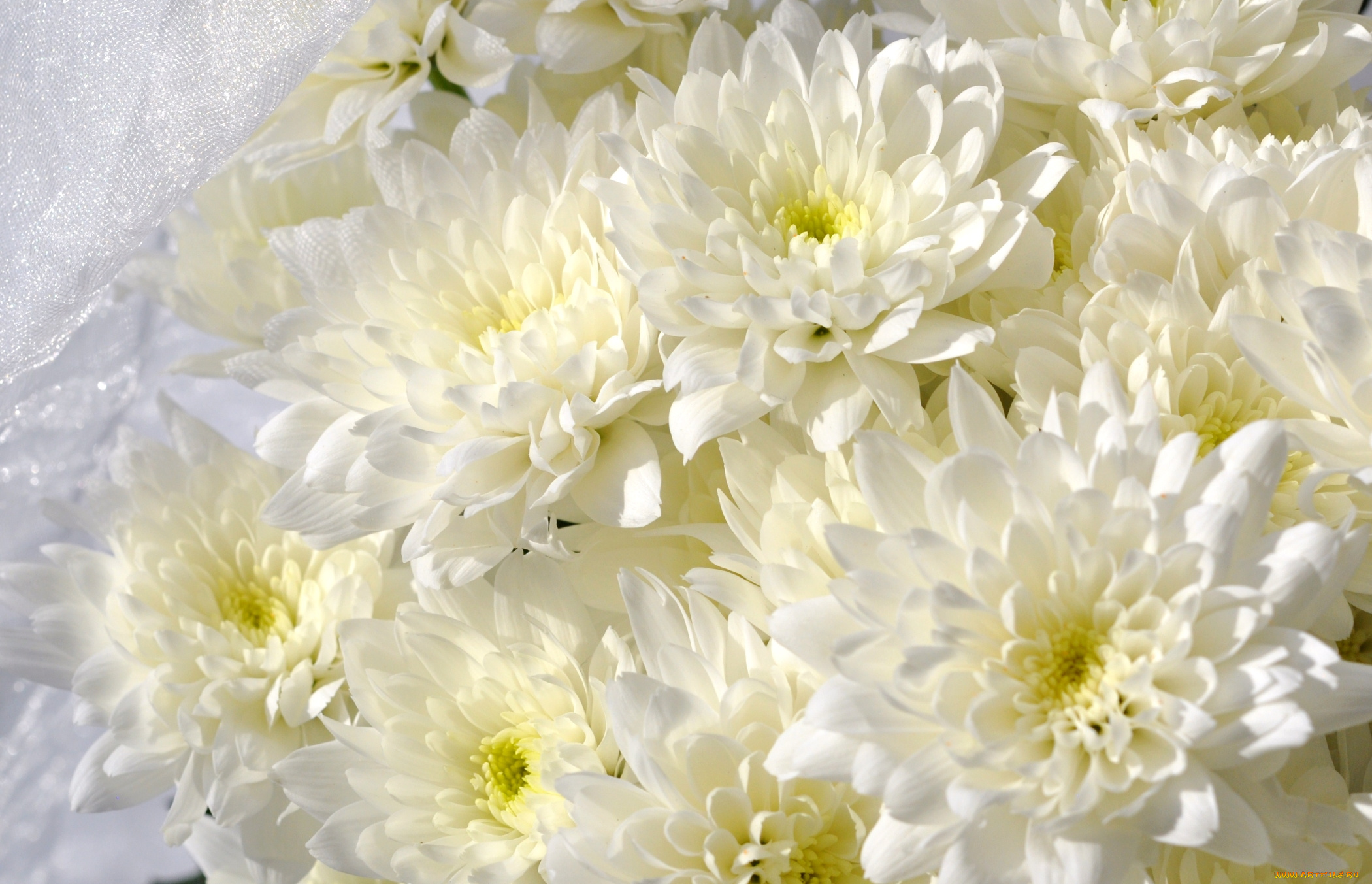 цветы, хризантемы, белый