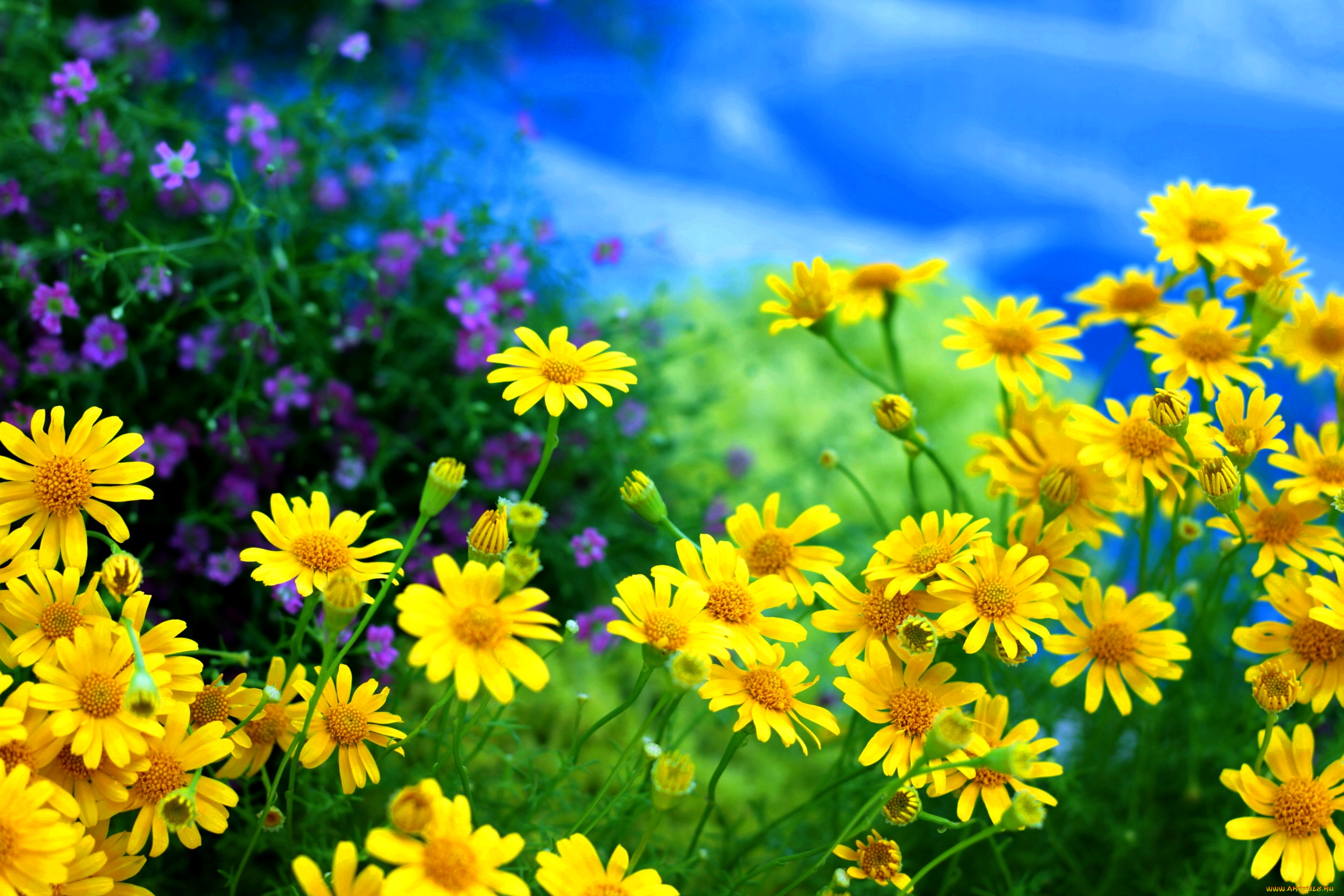 цветы, ромашки, желтый