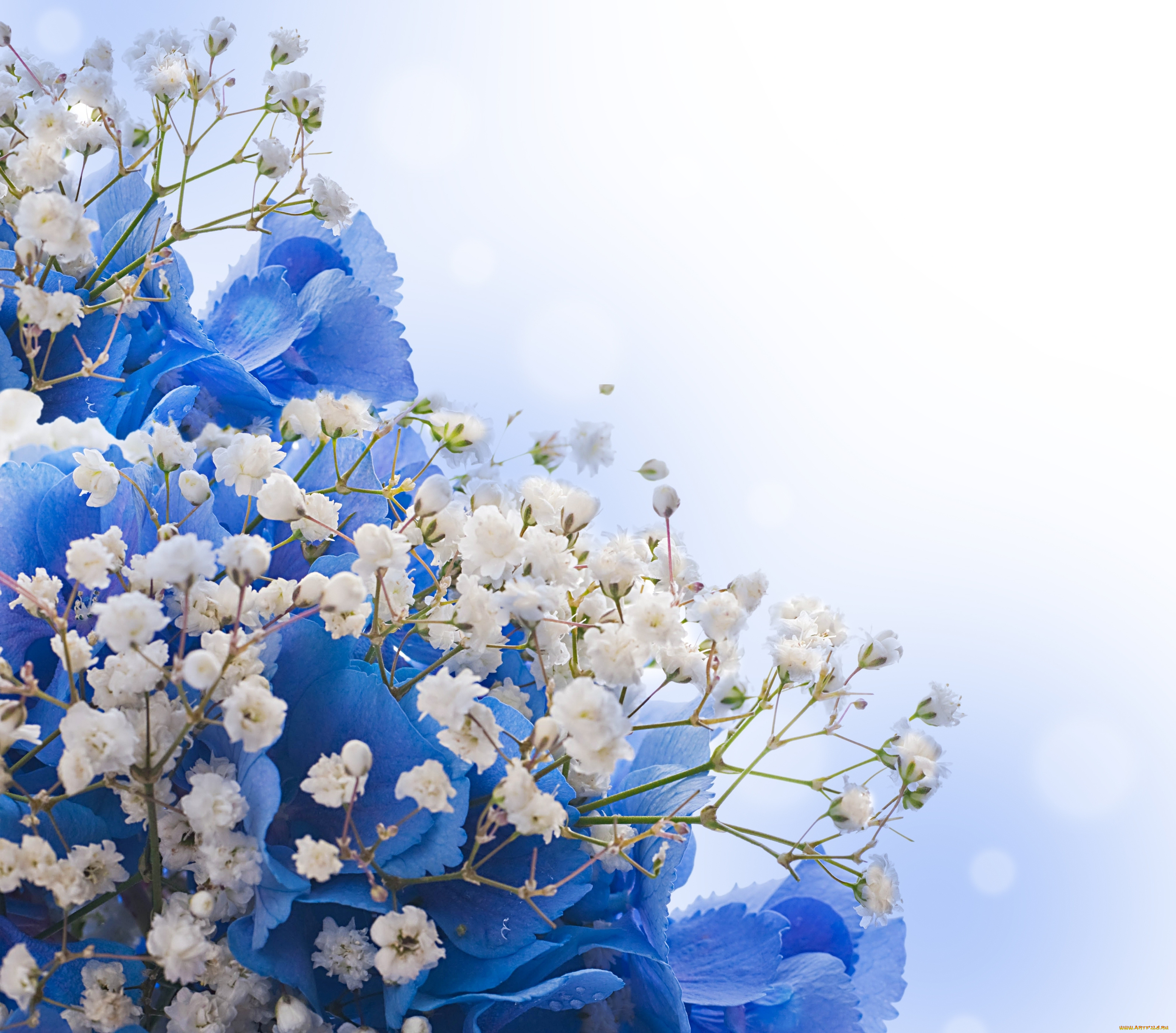 цветы, разные, вместе, blossom, flowers, white, blue, цветение