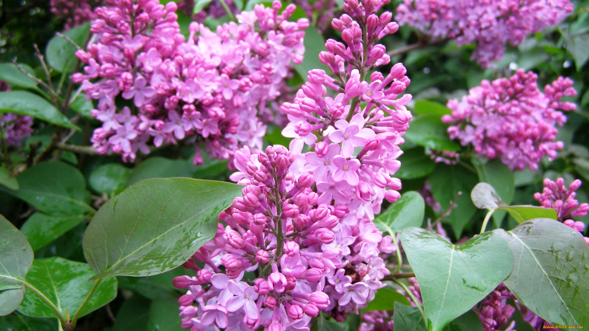 цветы, сирень, flowers, lilac, spring, листья