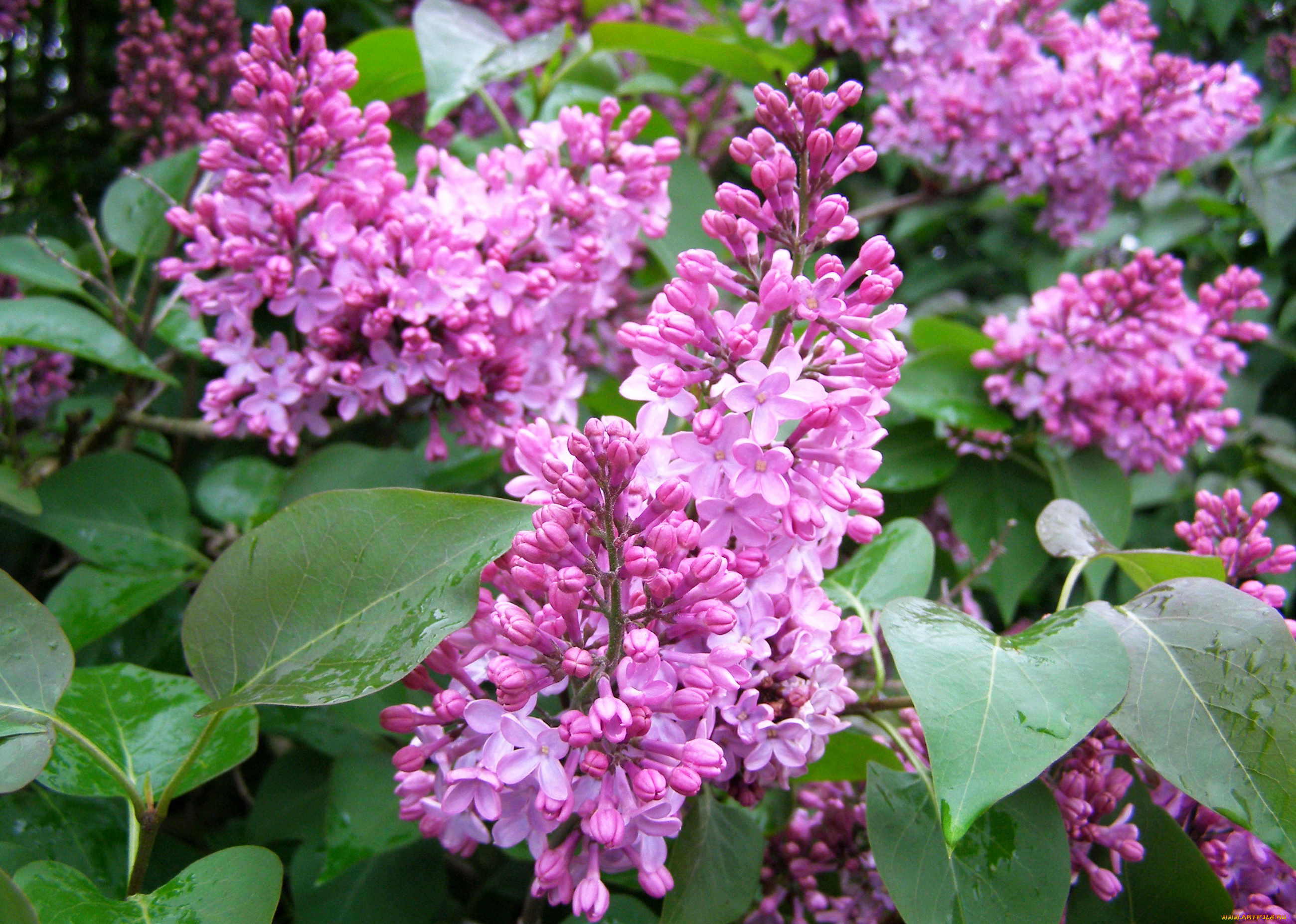 цветы, сирень, flowers, lilac, spring, листья