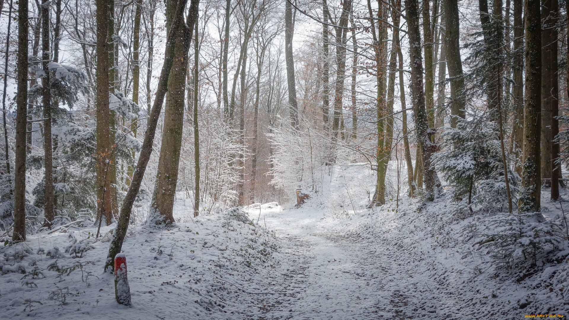 природа, зима, лес, дорога, снег