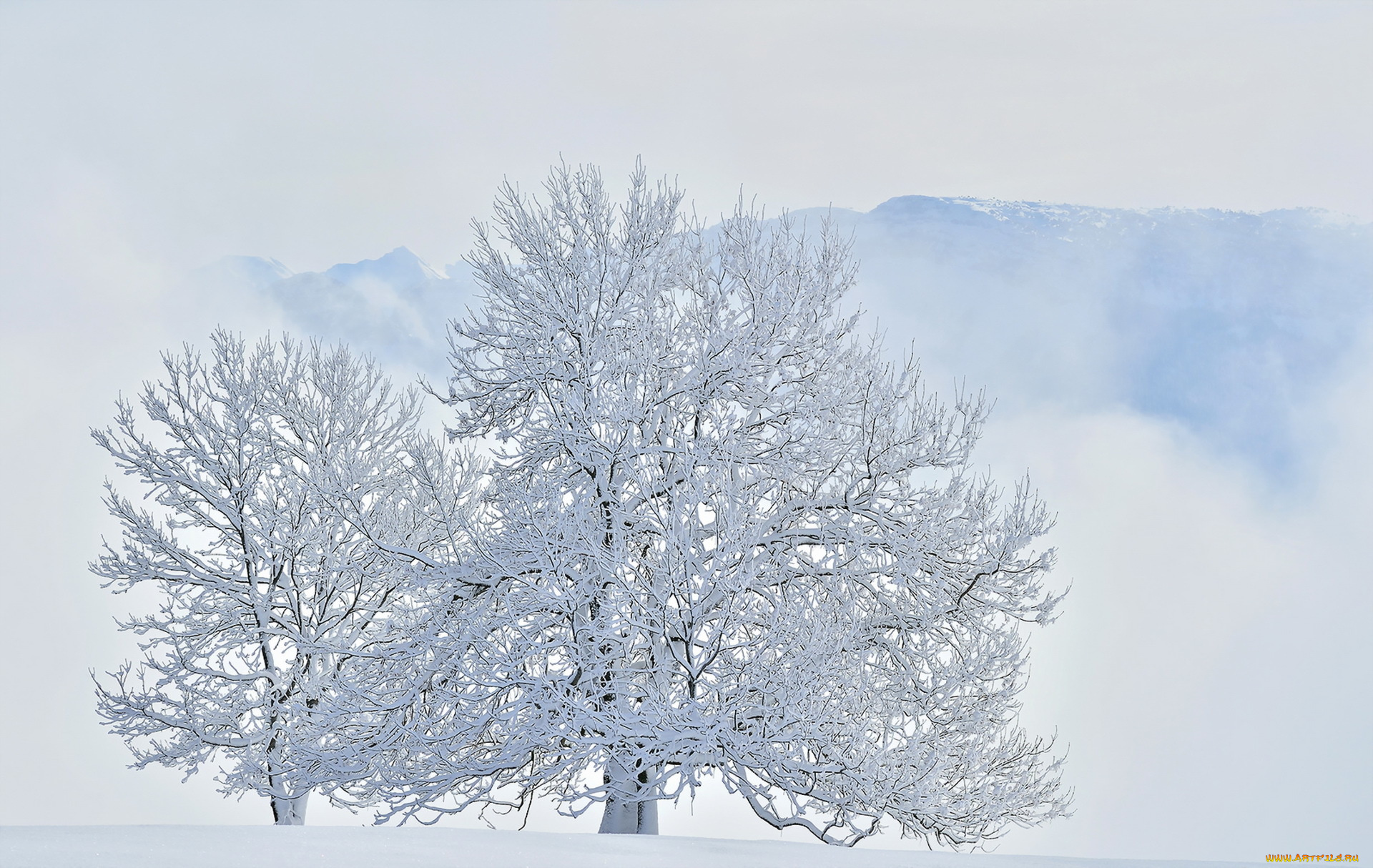 природа, зима, снег, дерево
