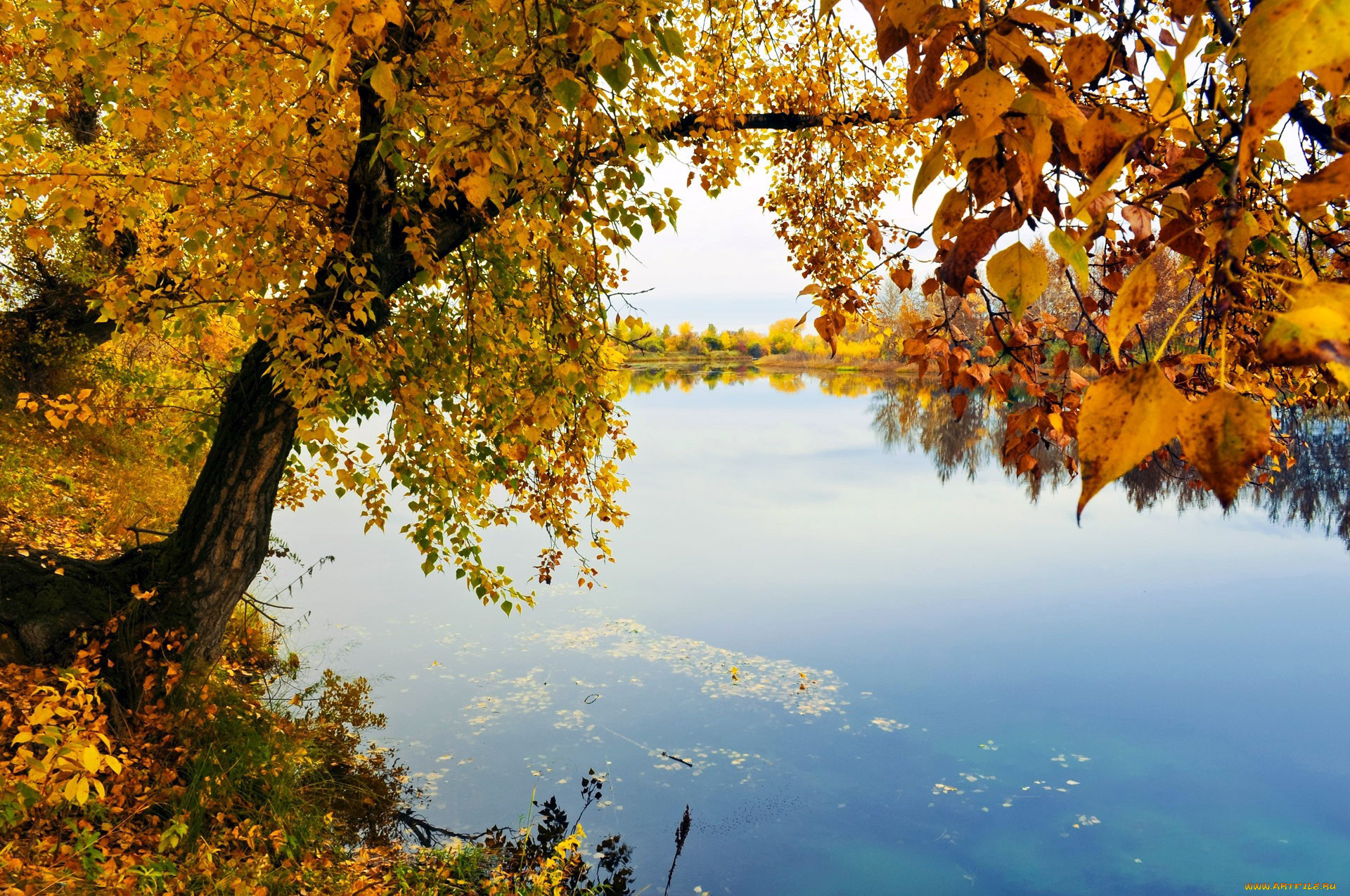 природа, реки, озера, река, деревья, осень