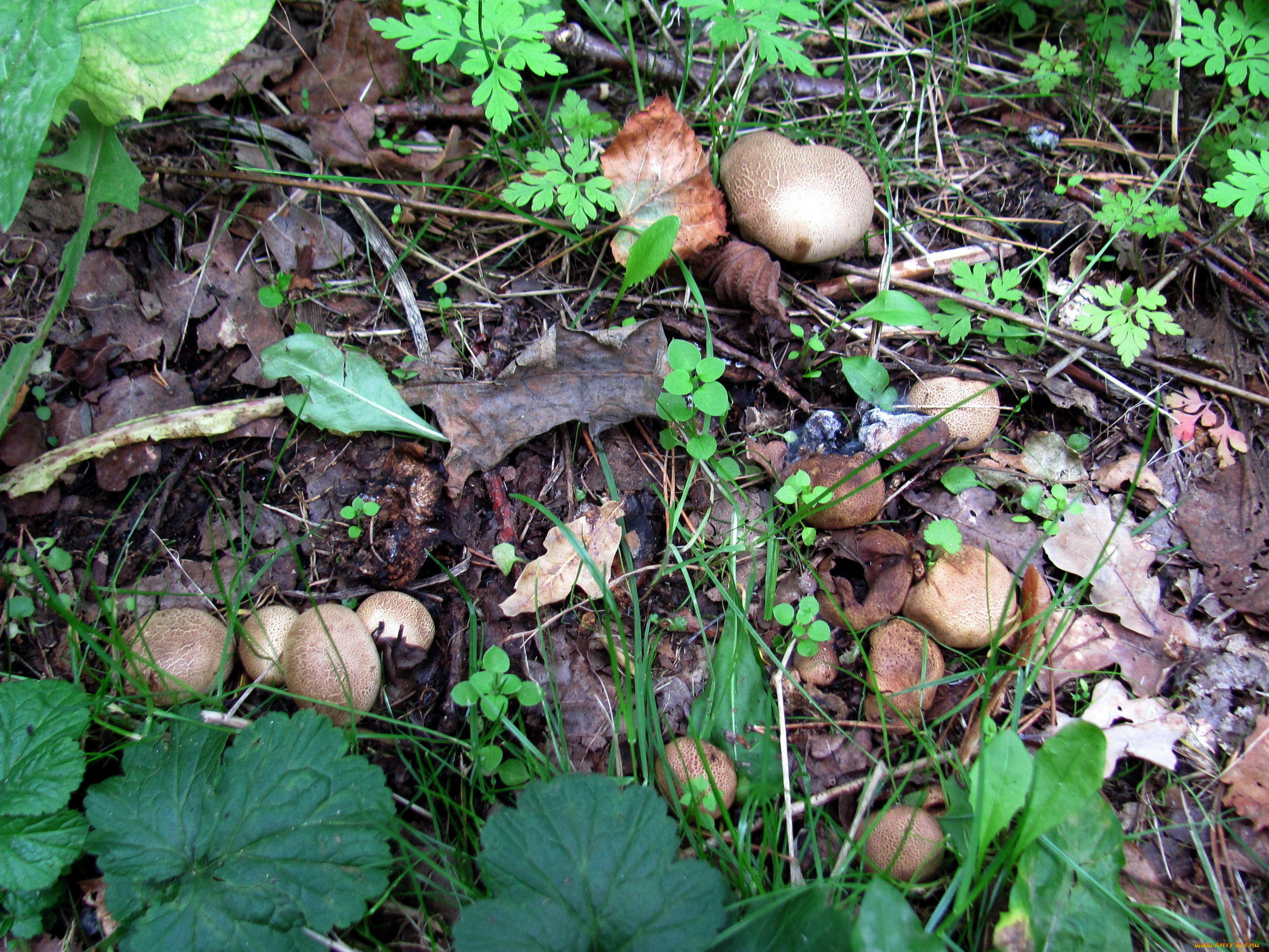 природа, грибы, осень, семейка