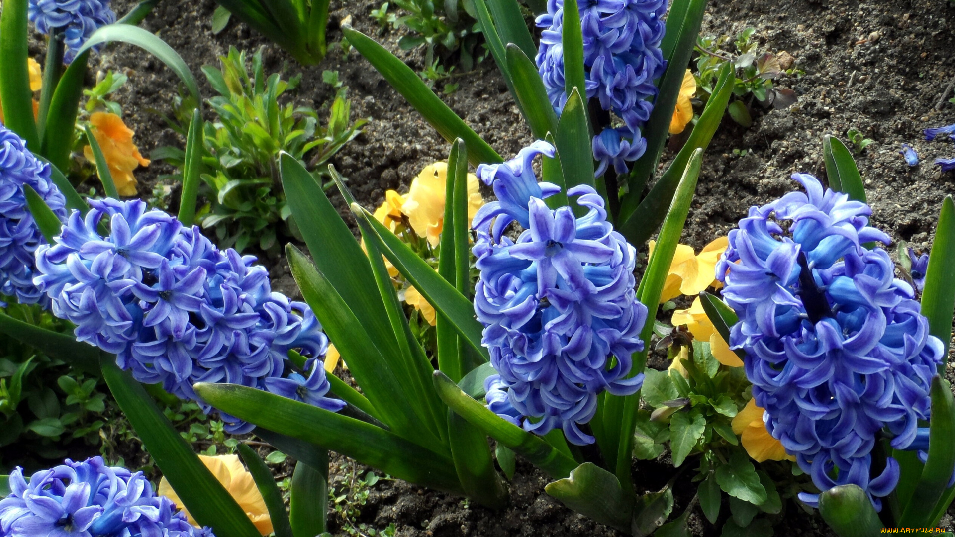 цветы, гиацинты, синие, клумба