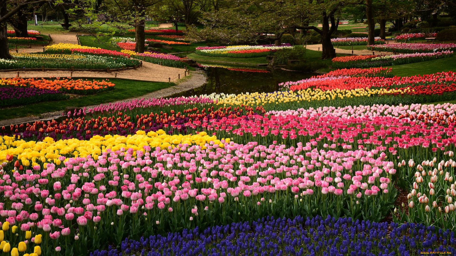 природа, парк, весна, водоем, клумбы, цветы, тюльпаны