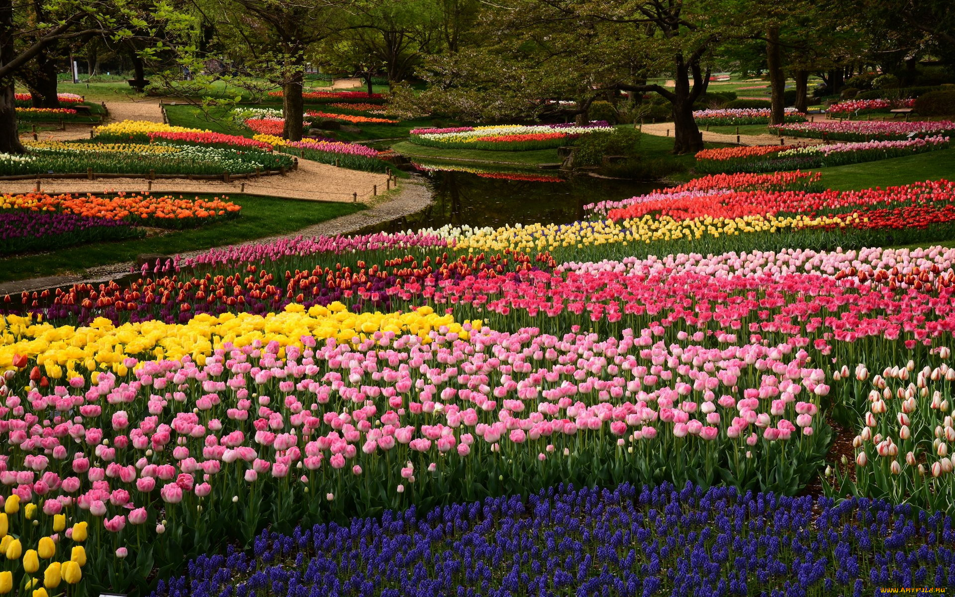 природа, парк, весна, водоем, клумбы, цветы, тюльпаны