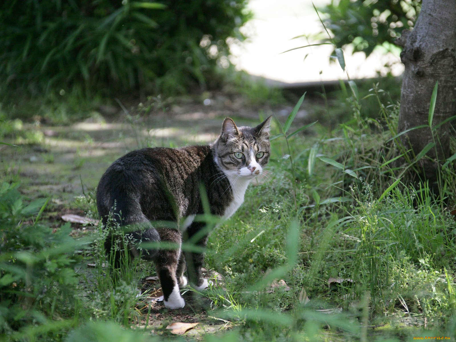 животные, коты