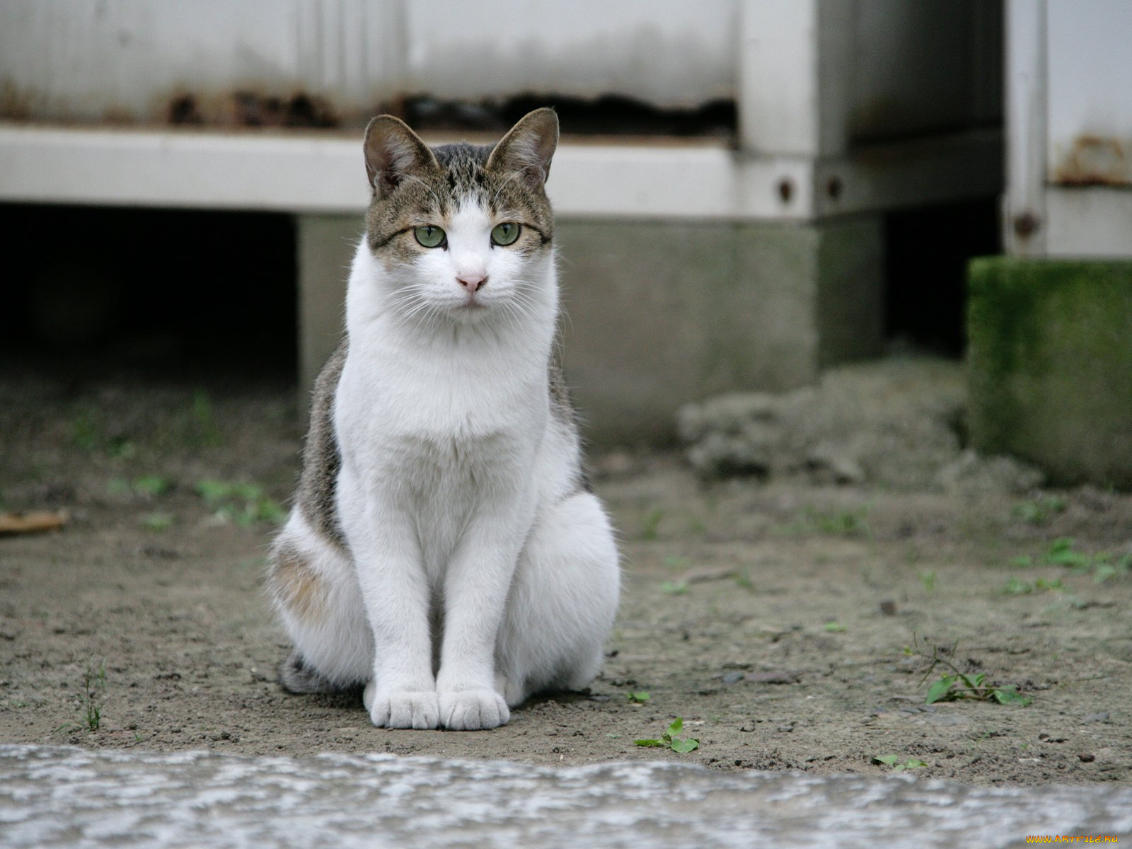 животные, коты