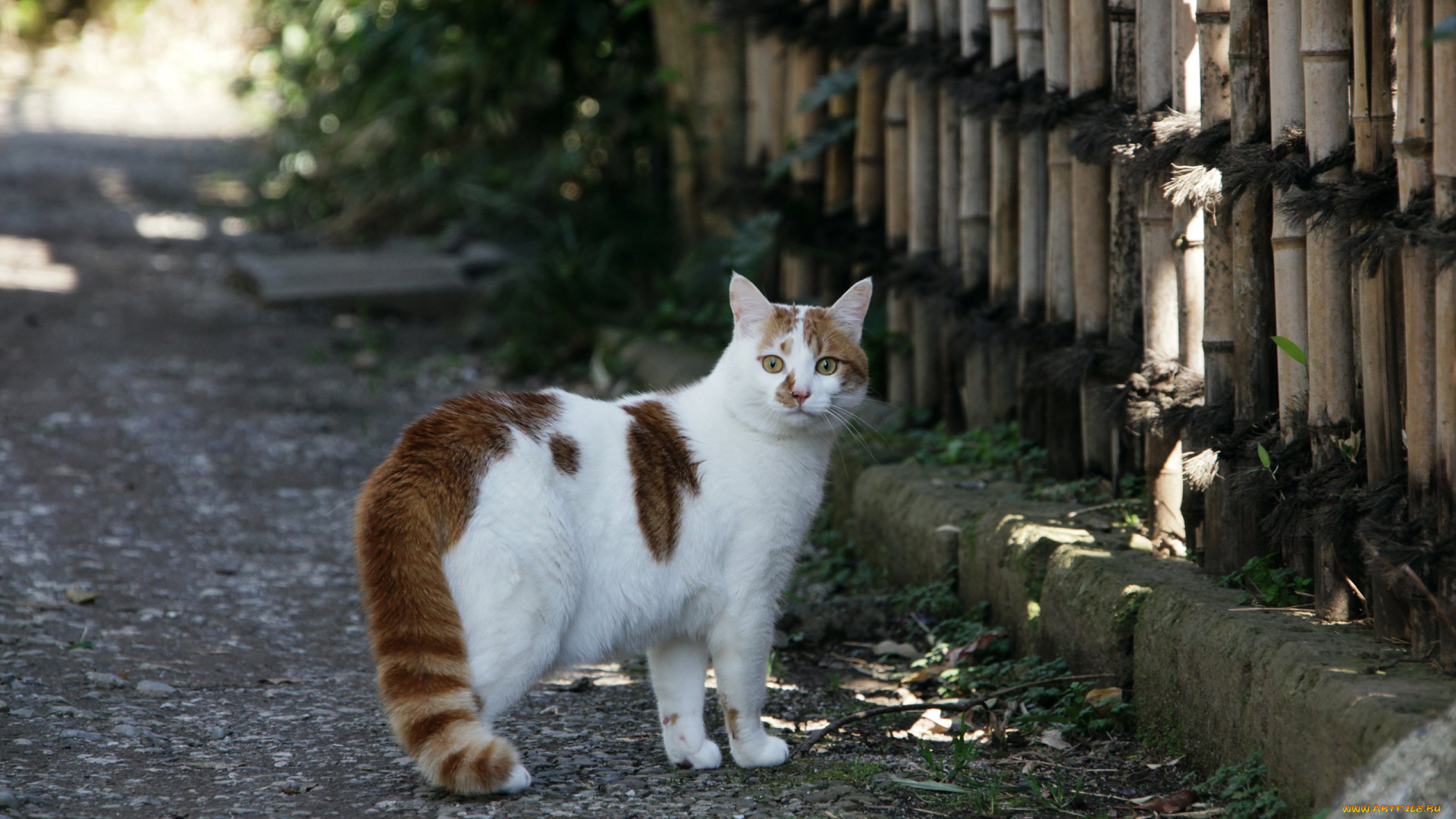 животные, коты