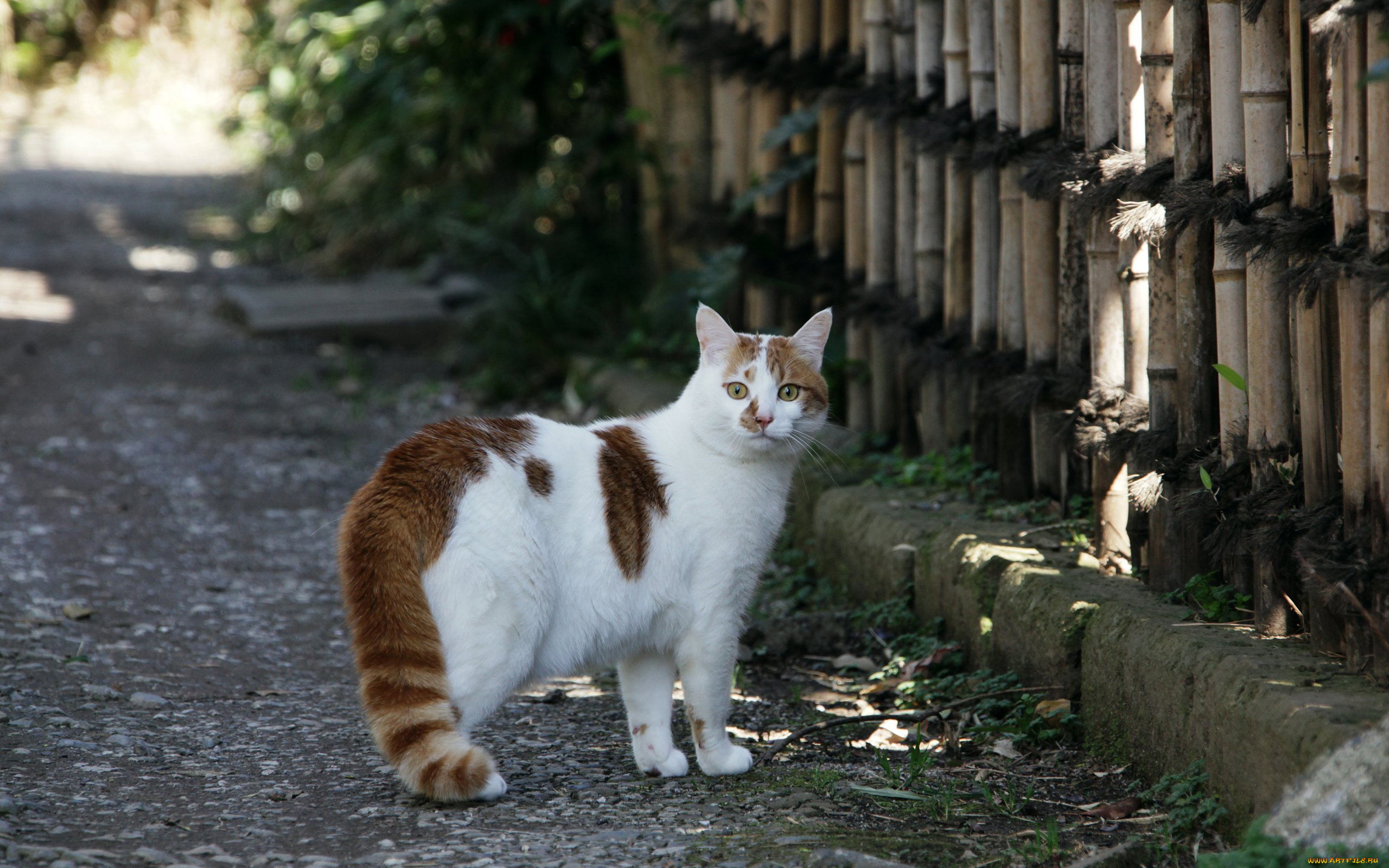 животные, коты