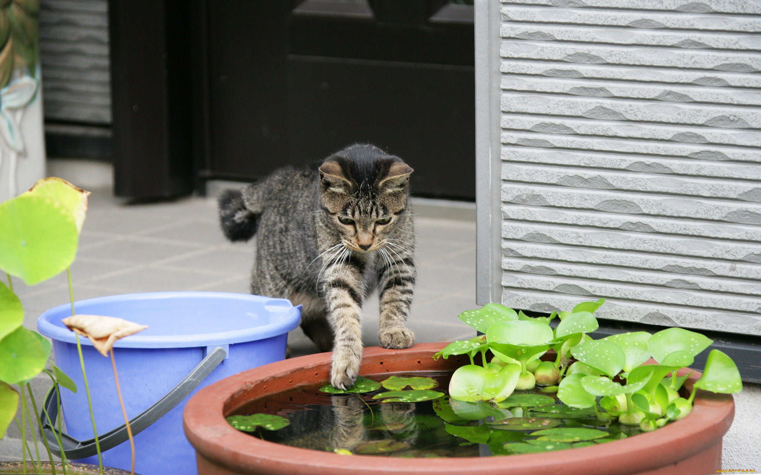 животные, коты