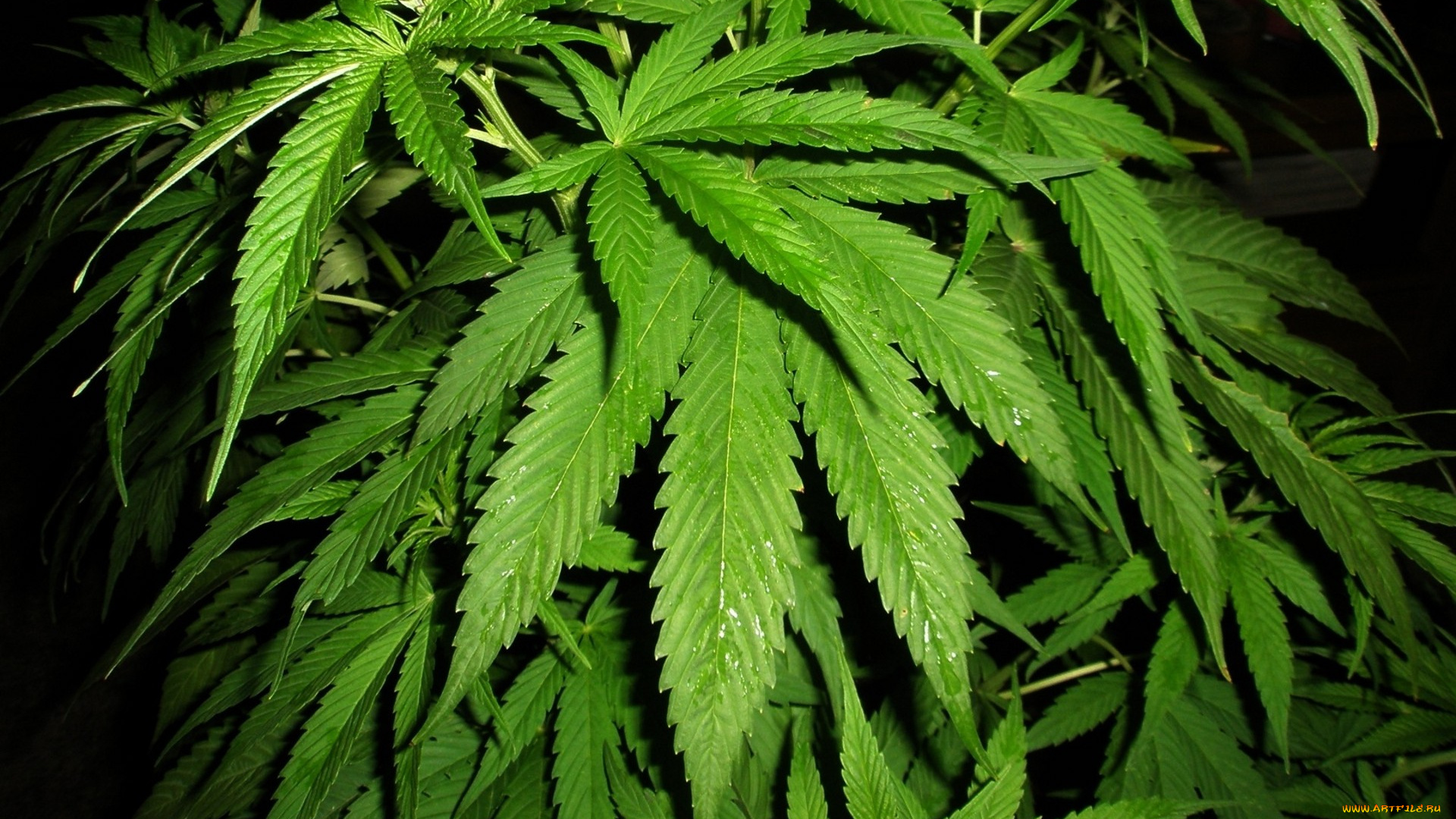 cannabis, природа, листья, конопля