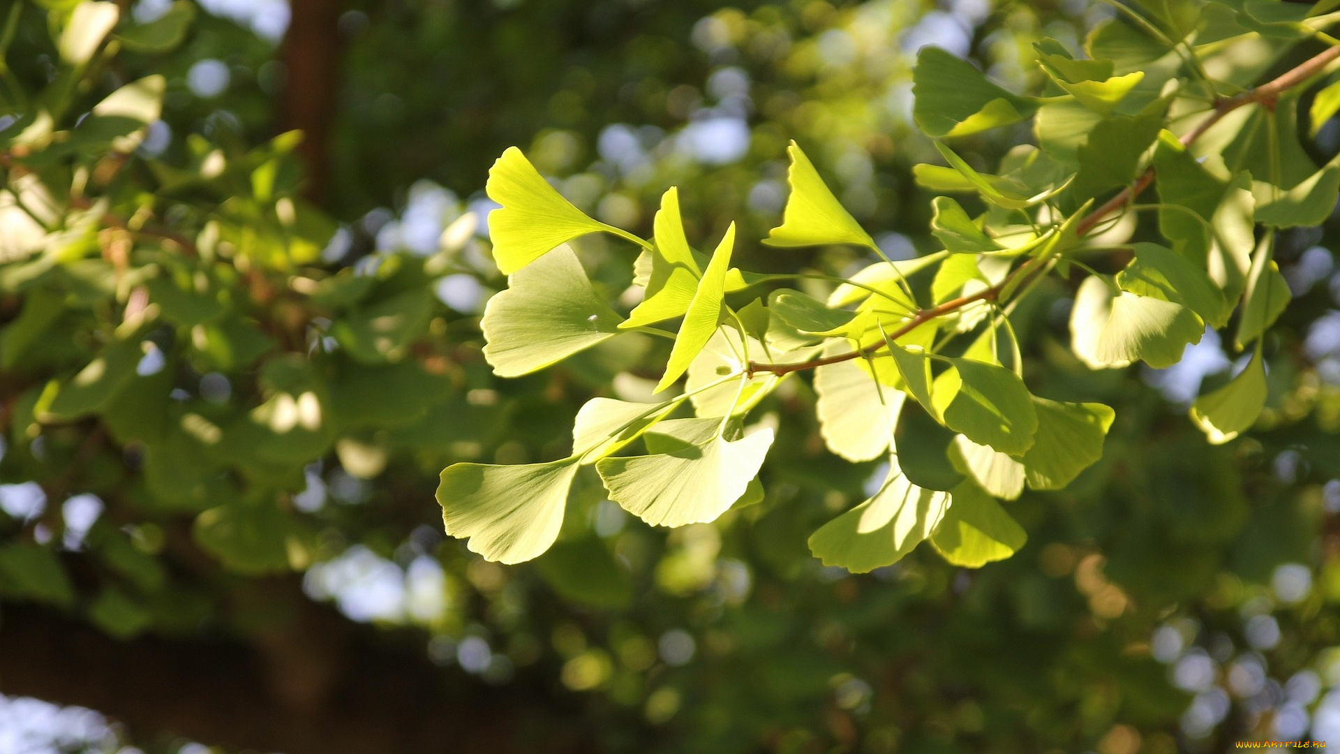 природа, листья, gingko, biloba