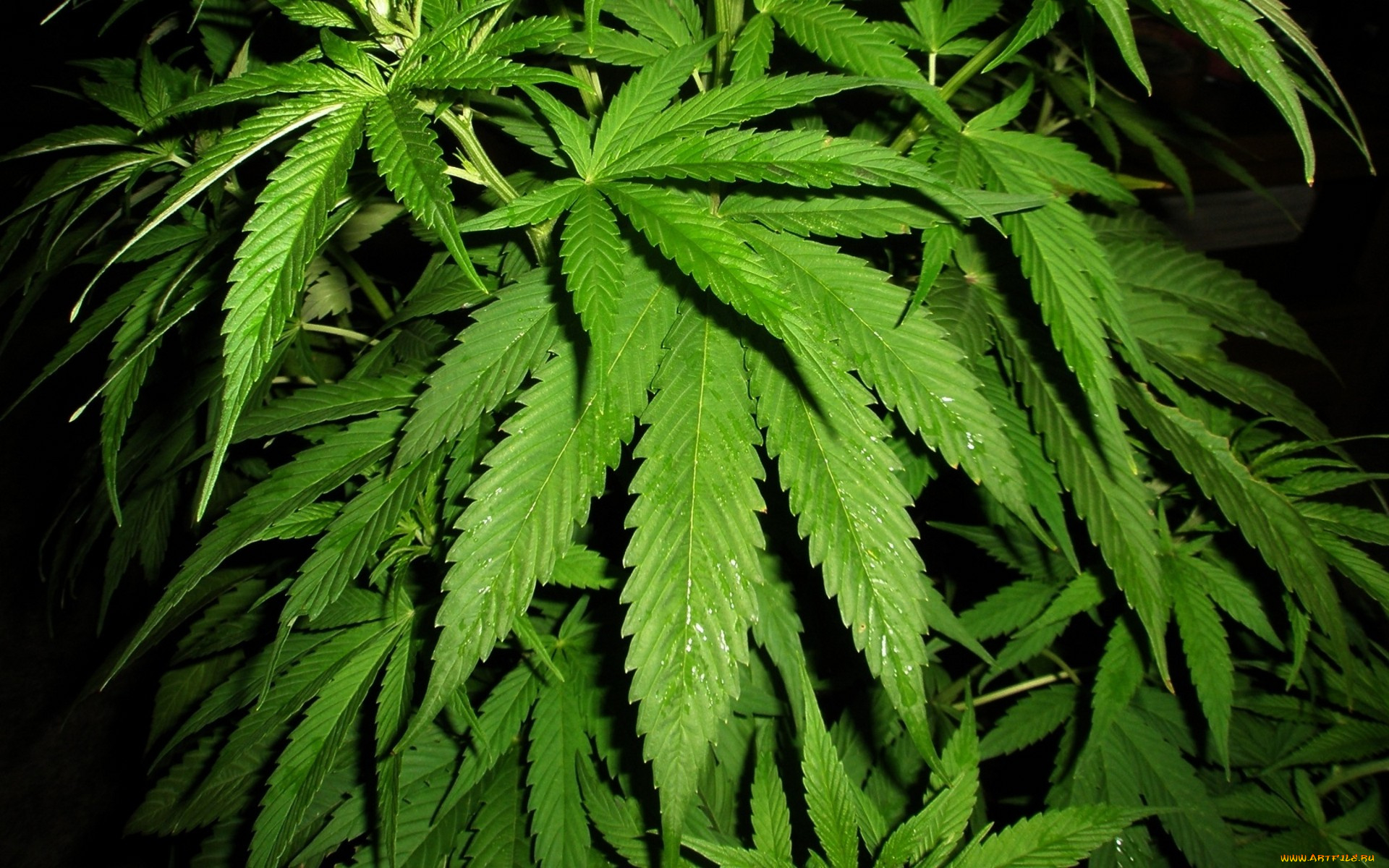 cannabis, природа, листья, конопля