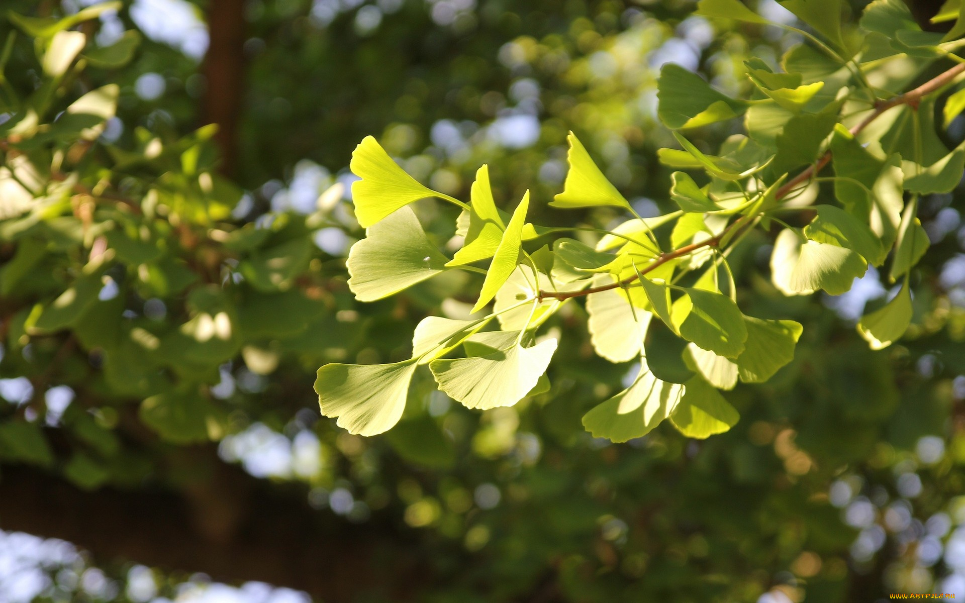 природа, листья, gingko, biloba