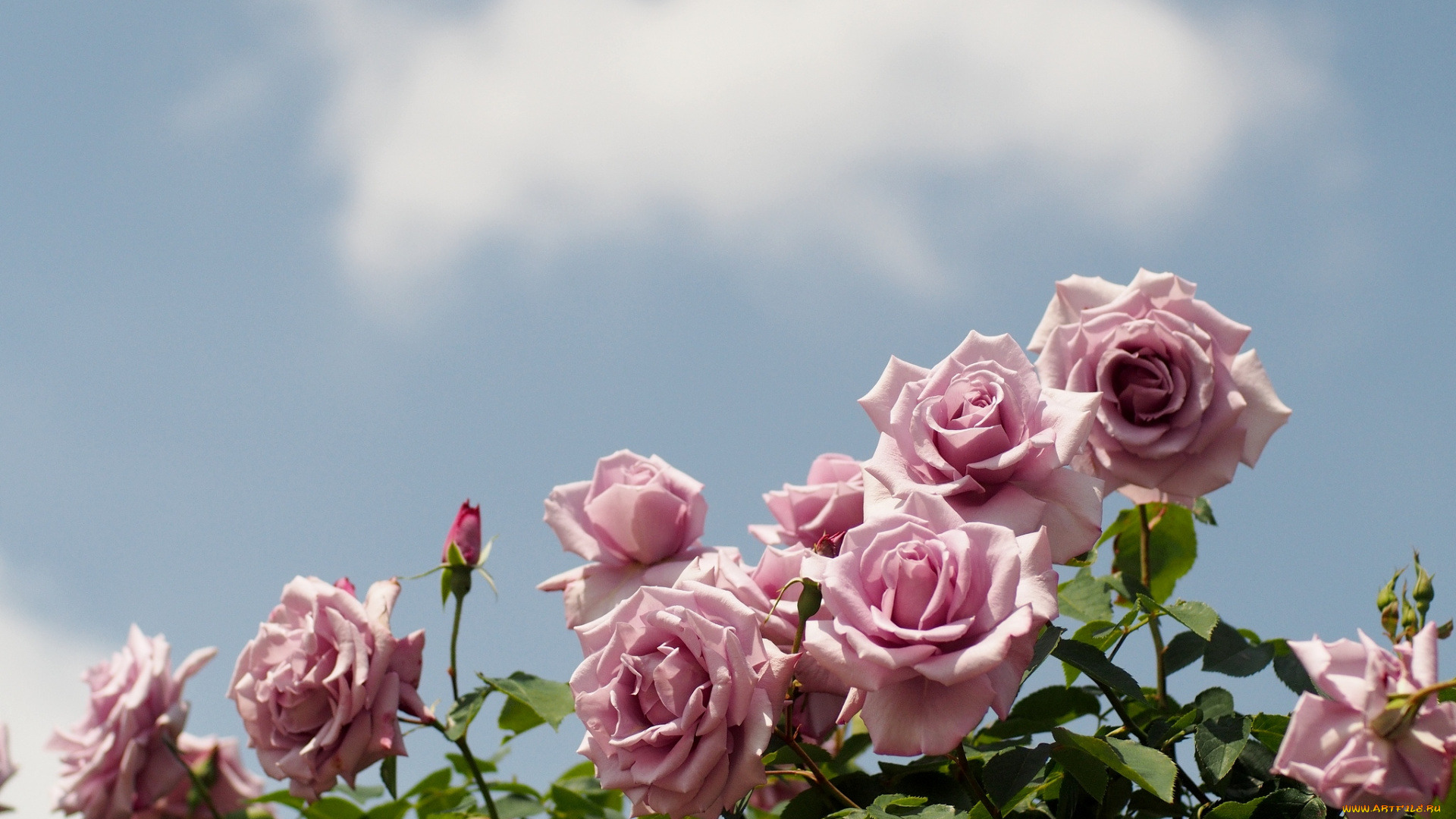 цветы, розы, небо, розовый