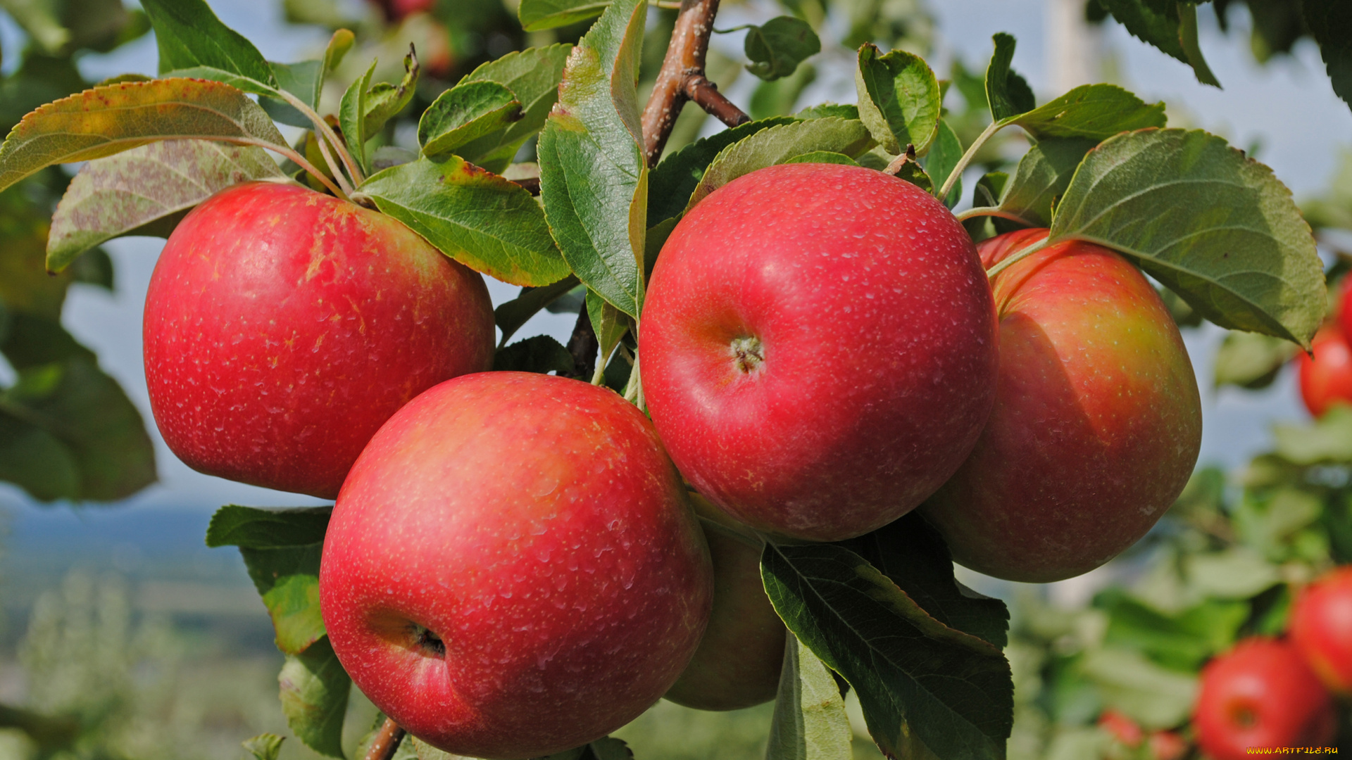 природа, плоды, листья, яблоки, ветка