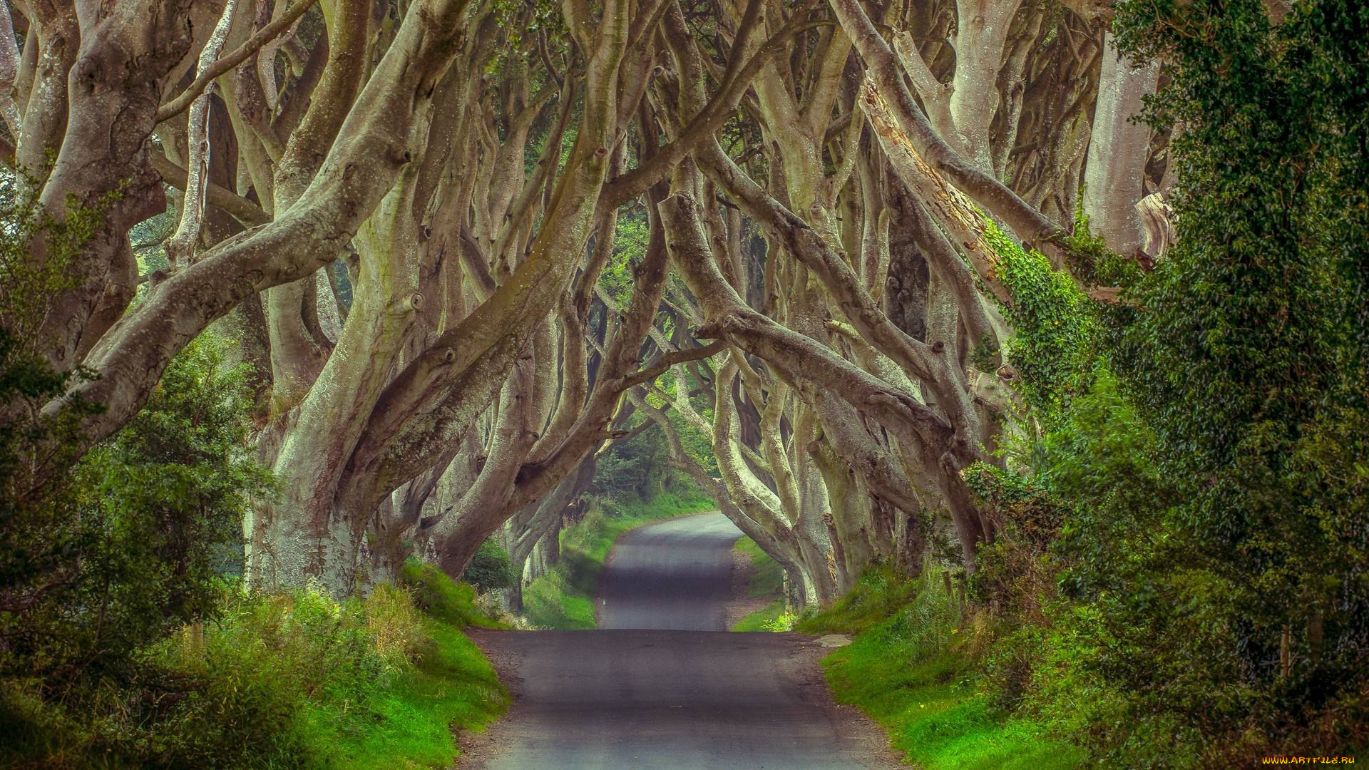 таинственный, лес, северная, ирландия, природа, дороги, ветви