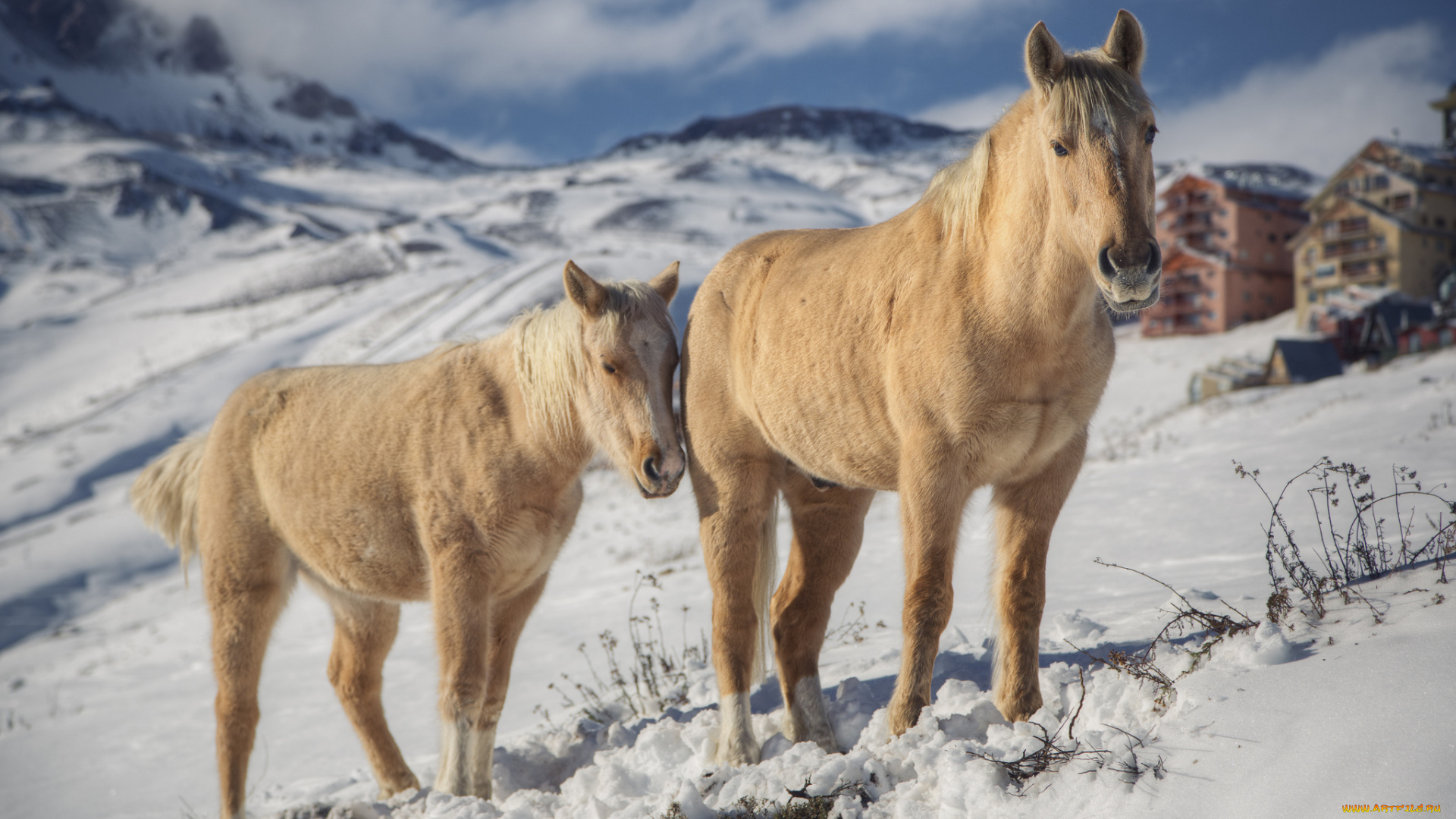 животные, лошади, зима, горы, анды, снег