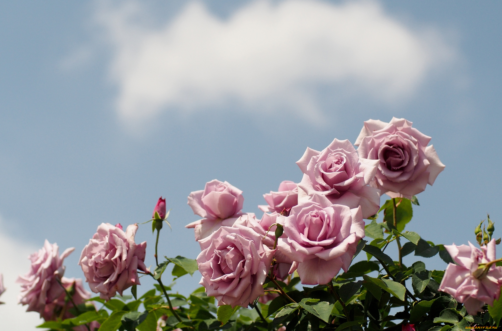 цветы, розы, небо, розовый
