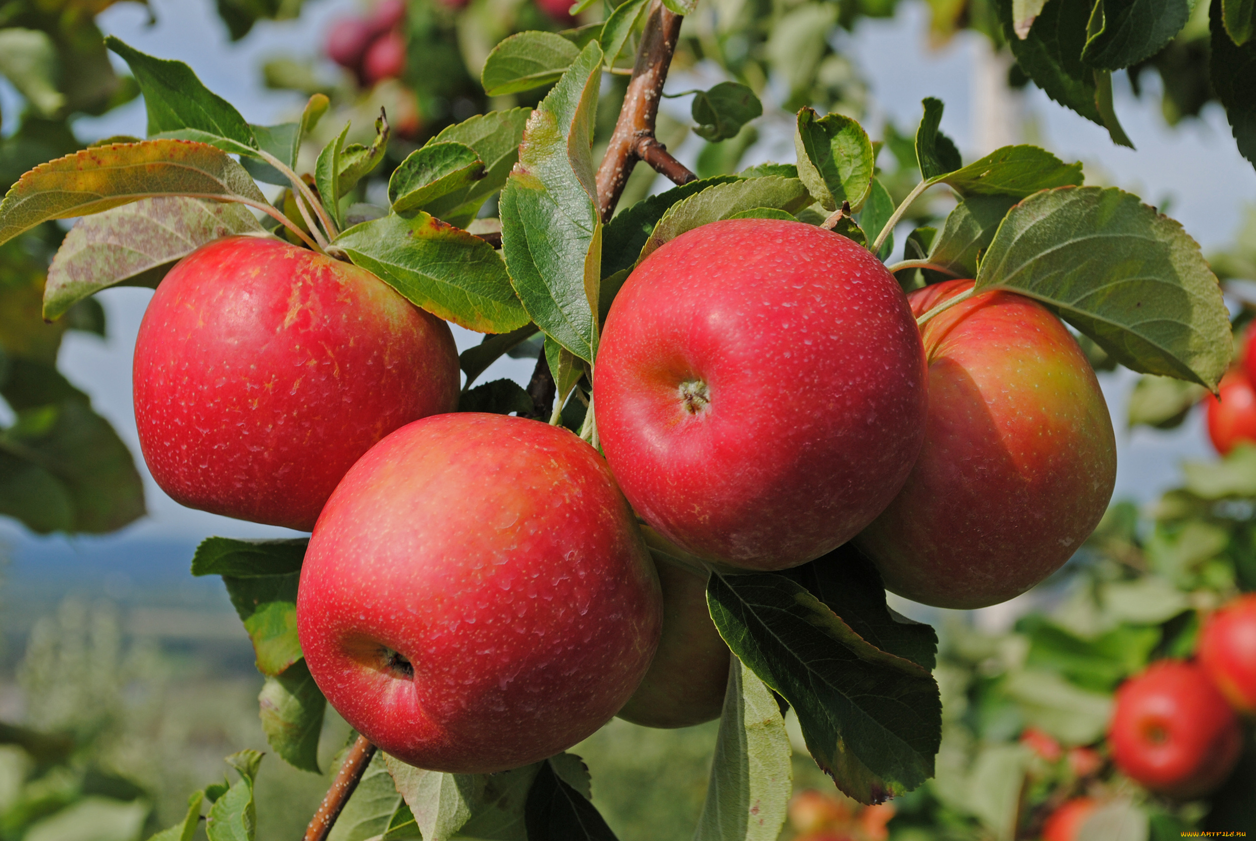 природа, плоды, листья, яблоки, ветка