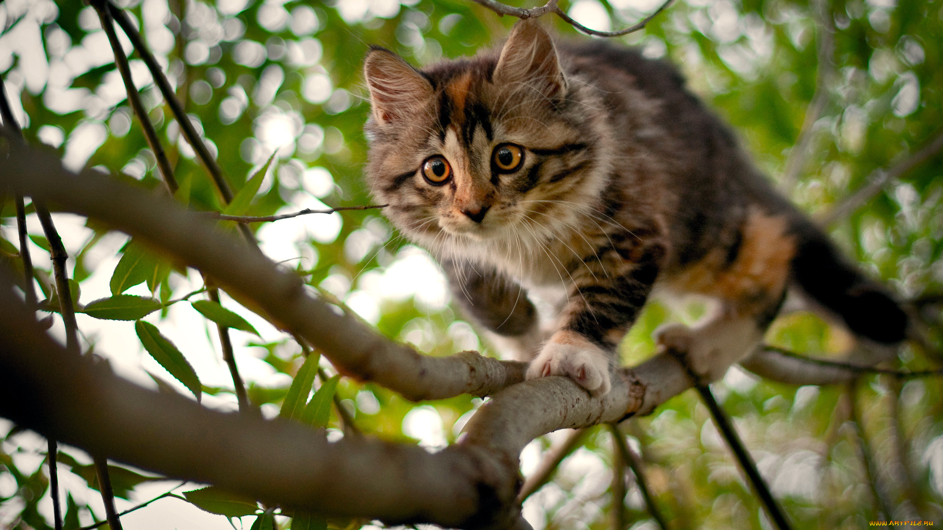 кошки, животные, коты